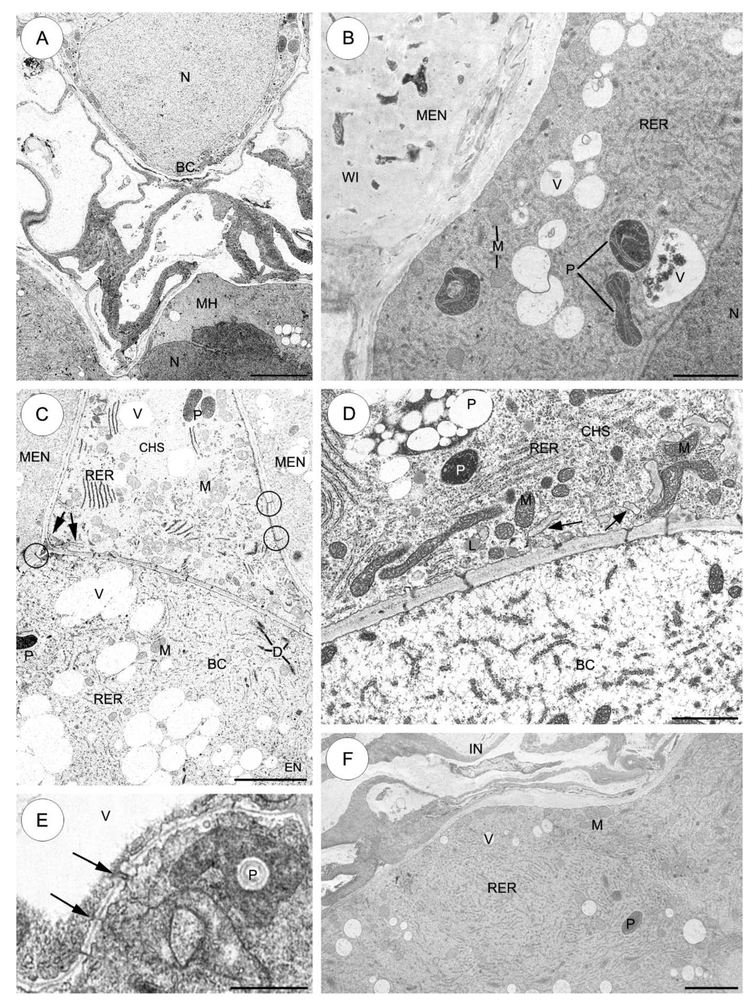 Plants 09 00320 g003