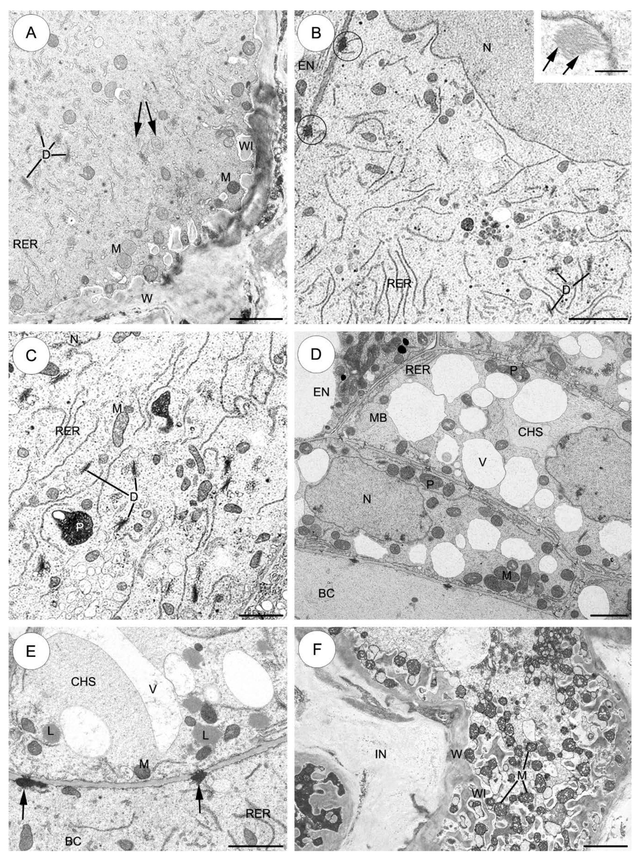 Plants 09 00320 g004