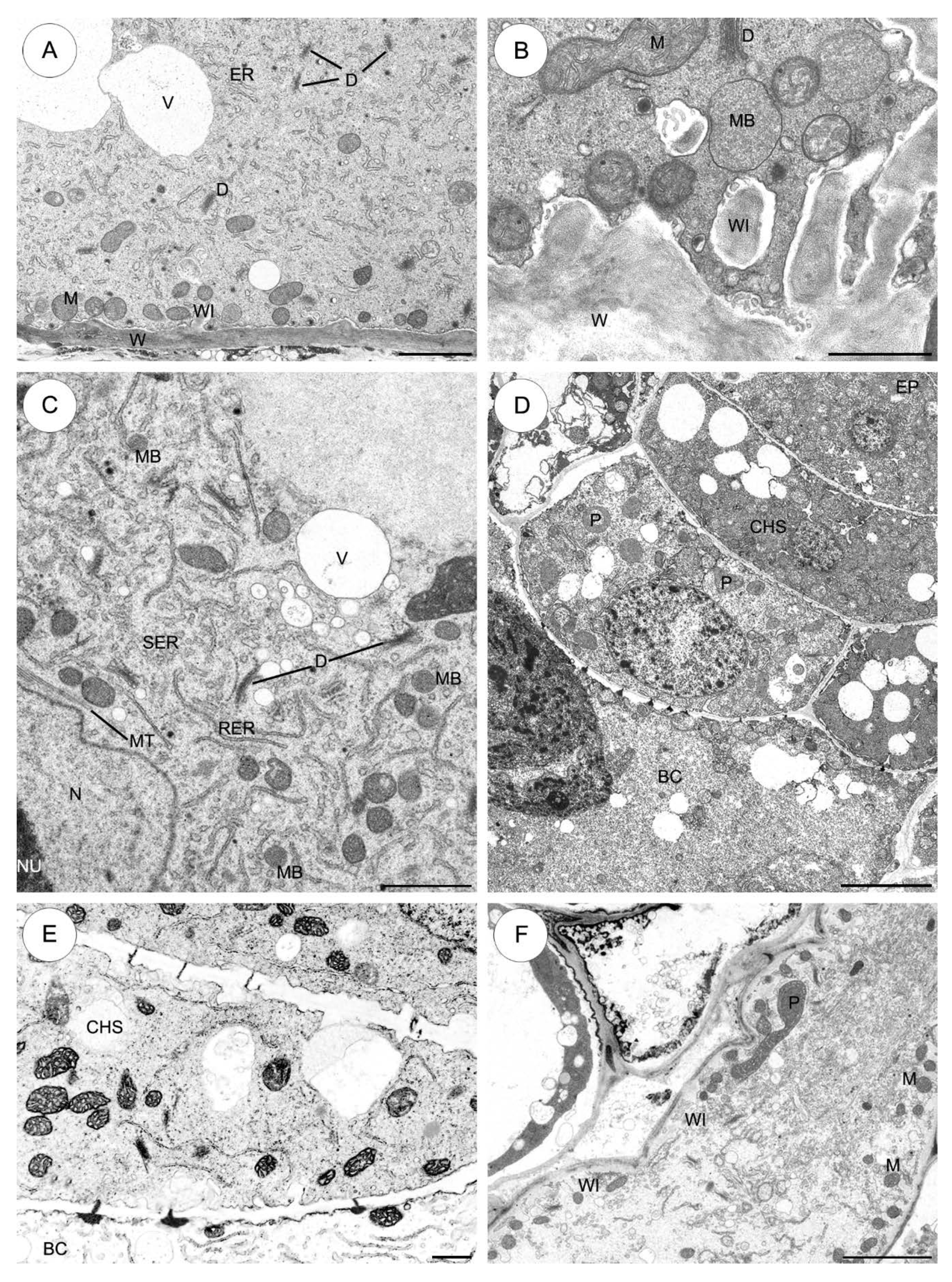 Plants 09 00320 g005