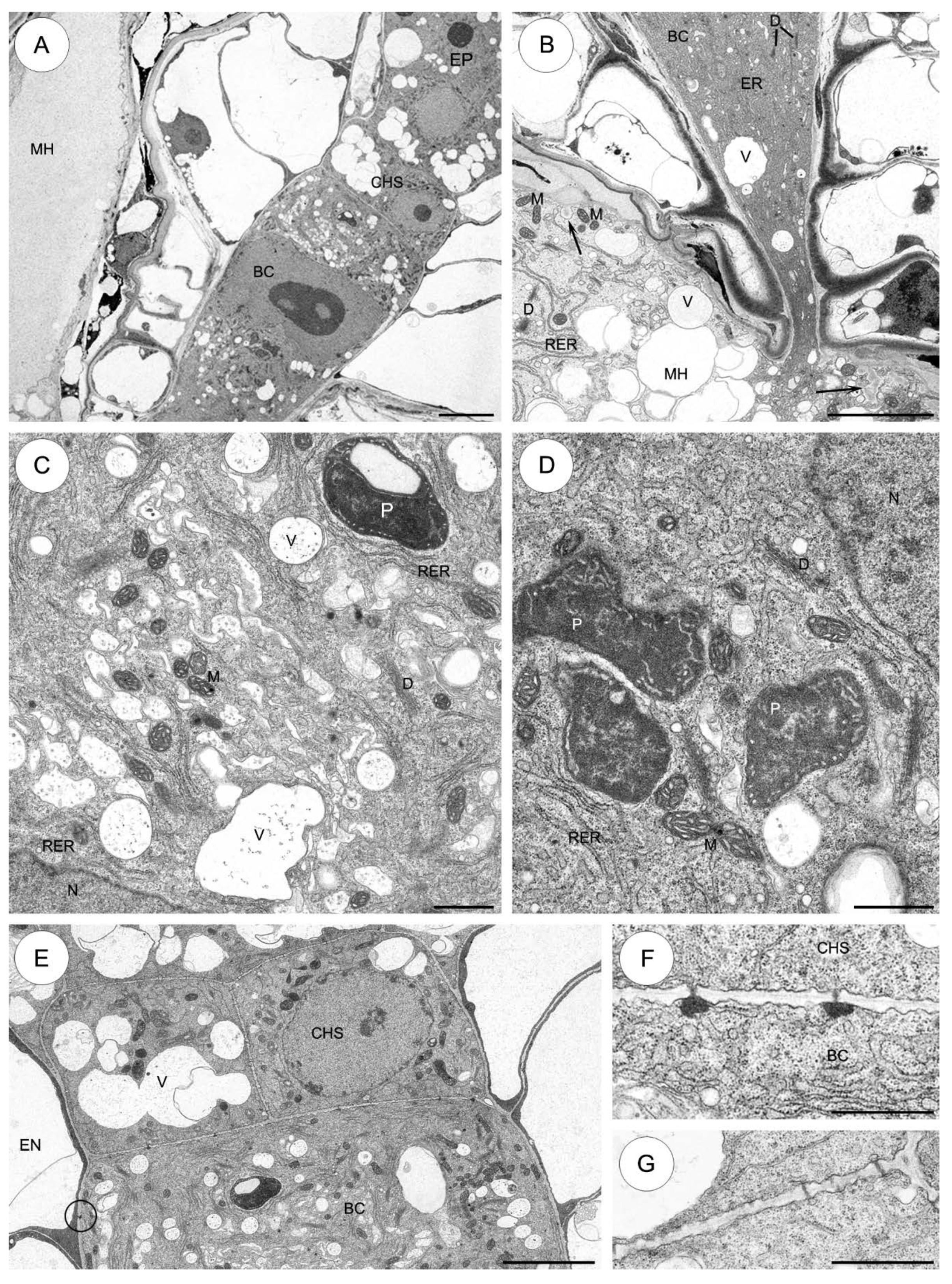 Plants 09 00320 g006