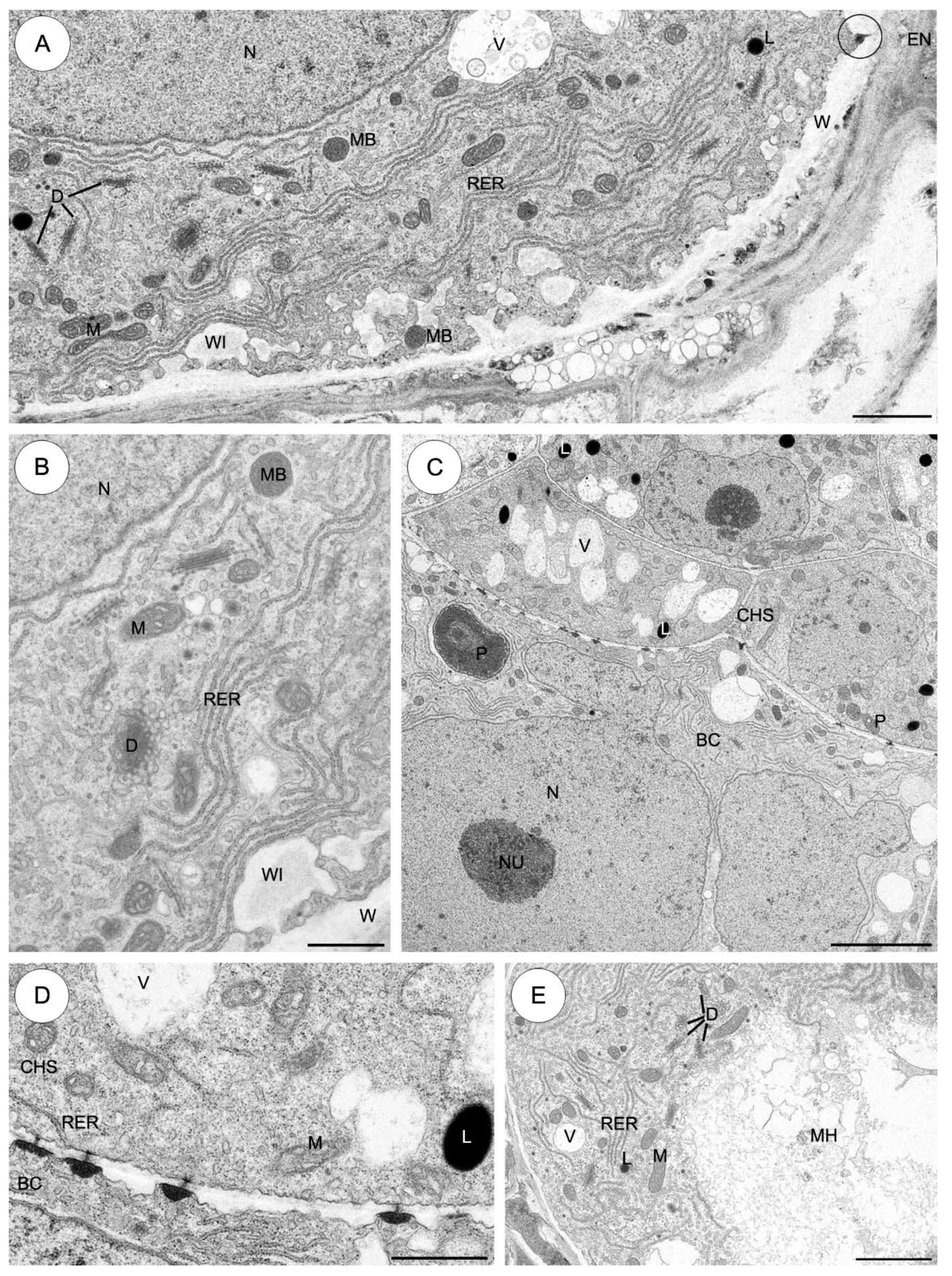 Plants 09 00320 g007