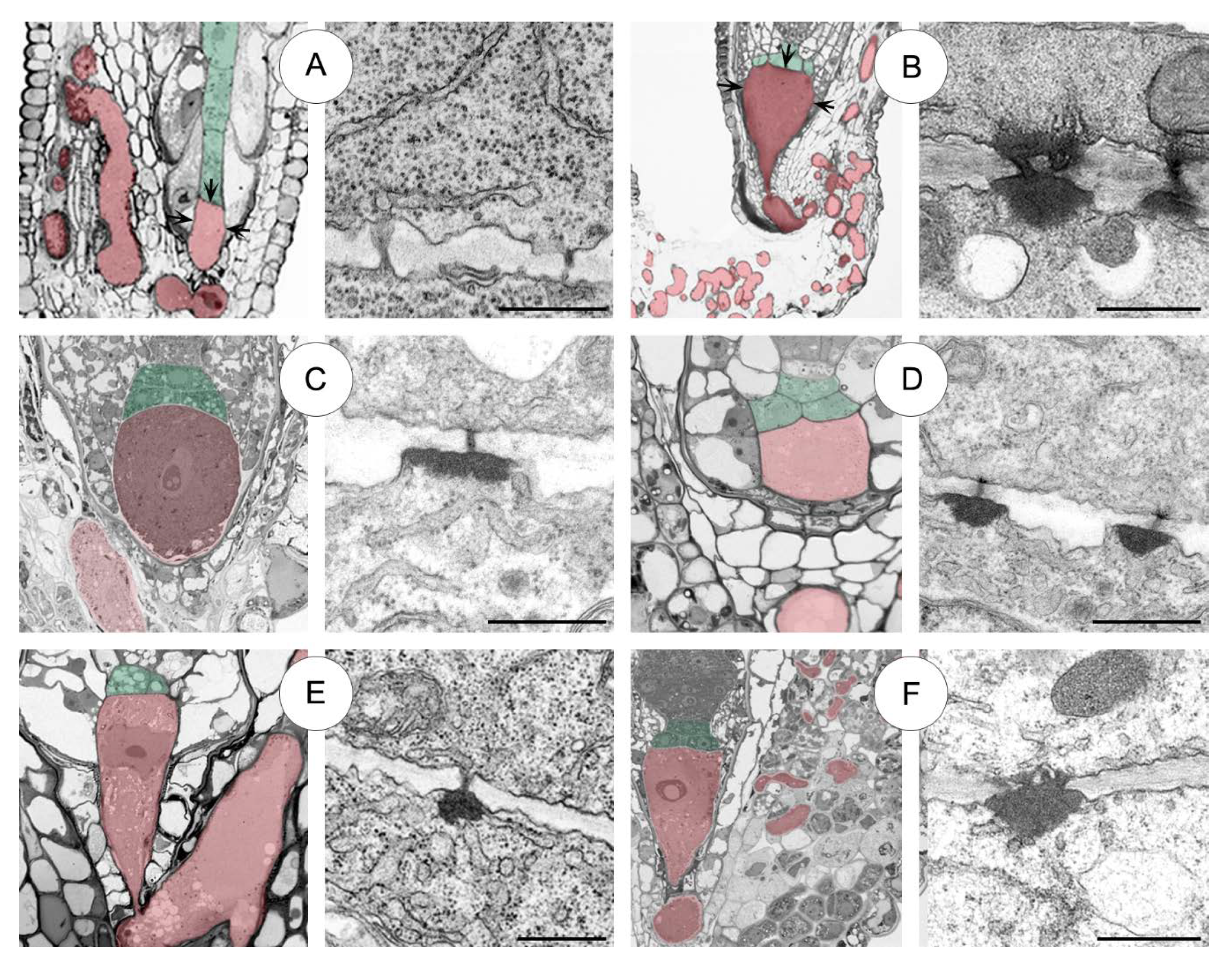 Plants 09 00320 g009