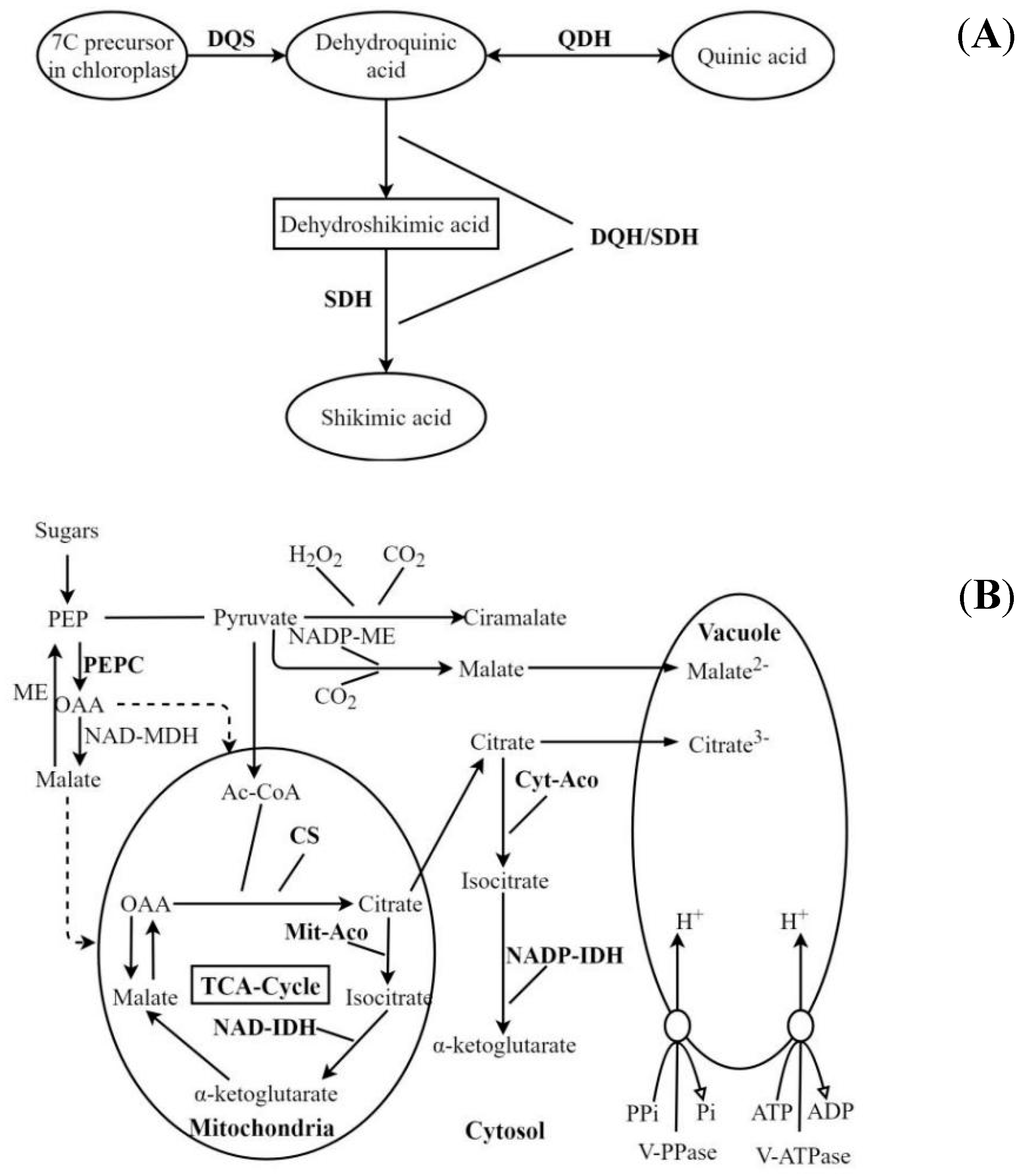 Plants 09 00332 g001