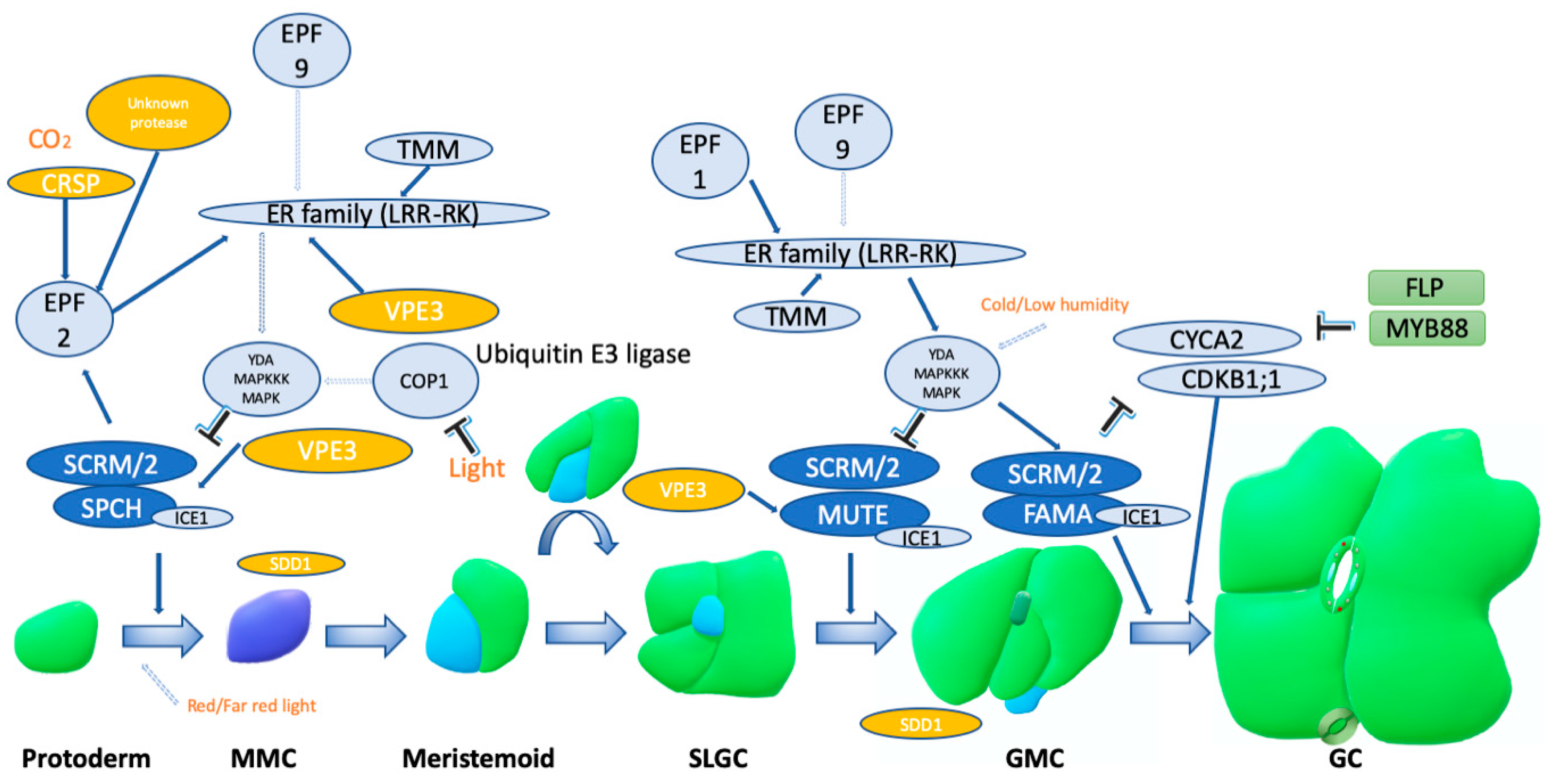 Plants 09 00340 g001