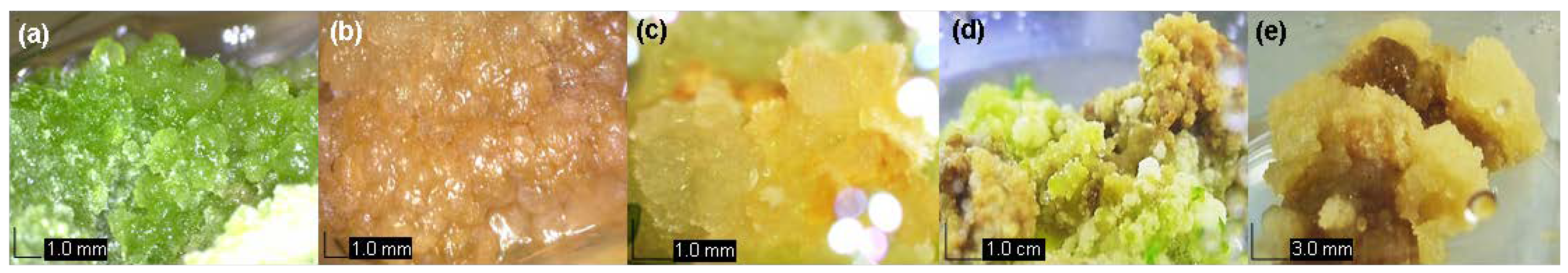 Plants 09 00352 g001