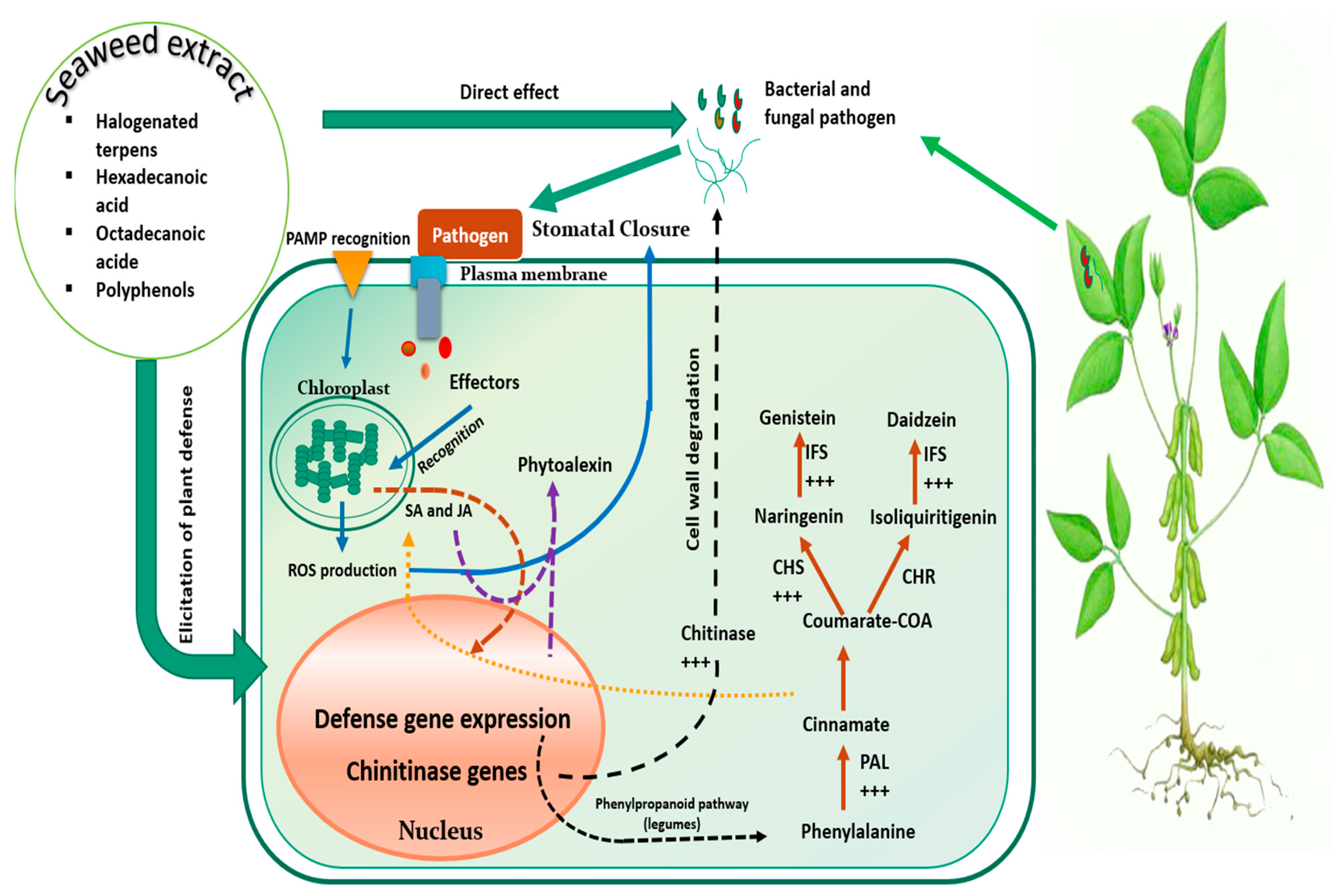 Plants 09 00359 g005