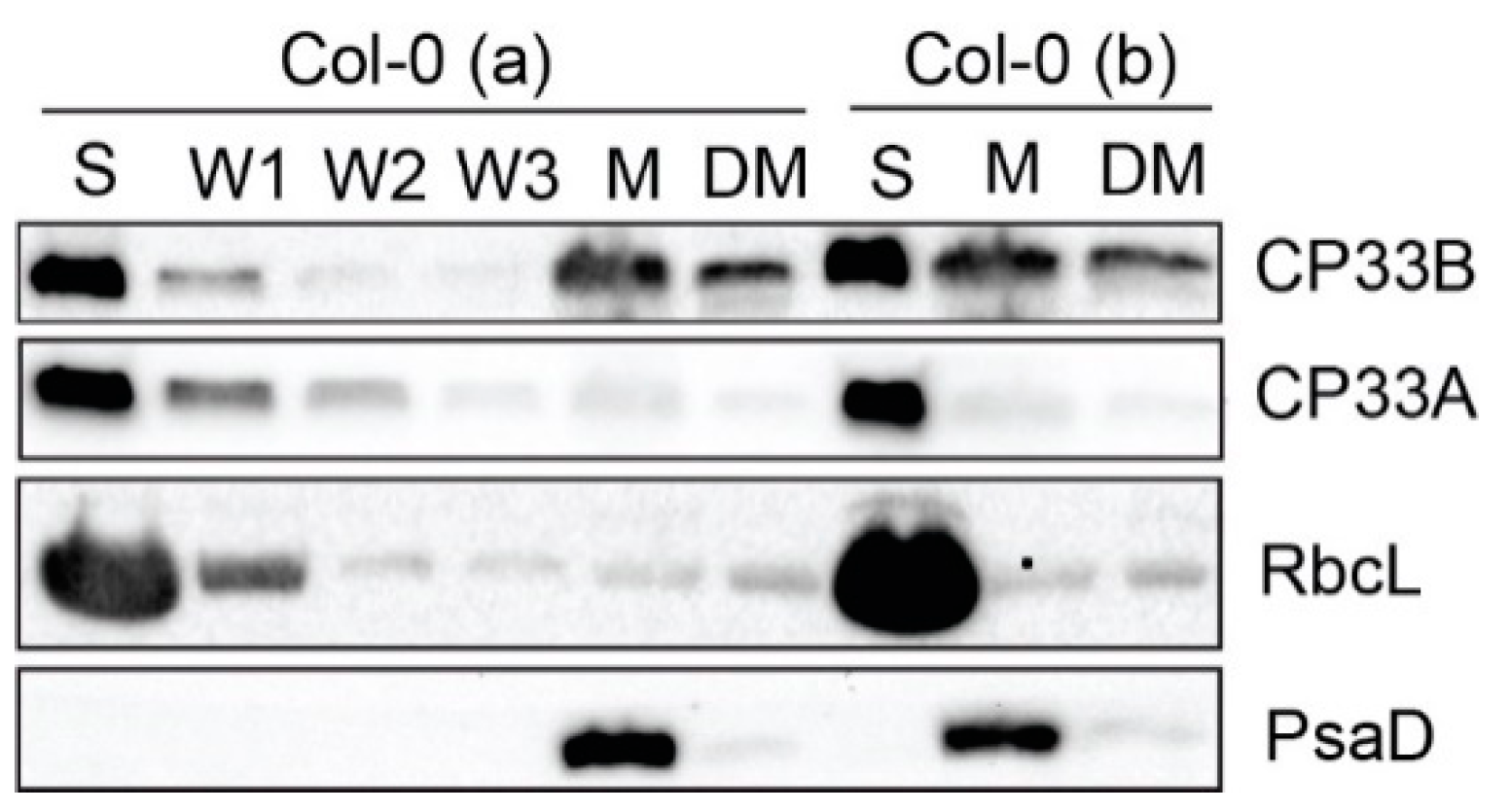 Plants 09 00367 g001