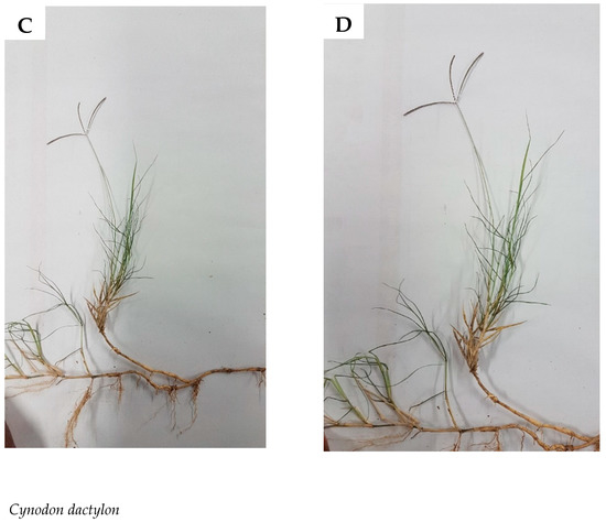 Plants 09 00371 g0a1b