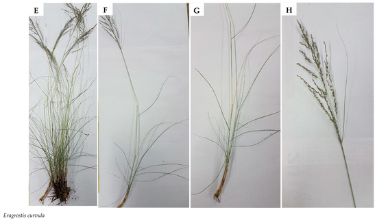 Plants 09 00371 g0a1c