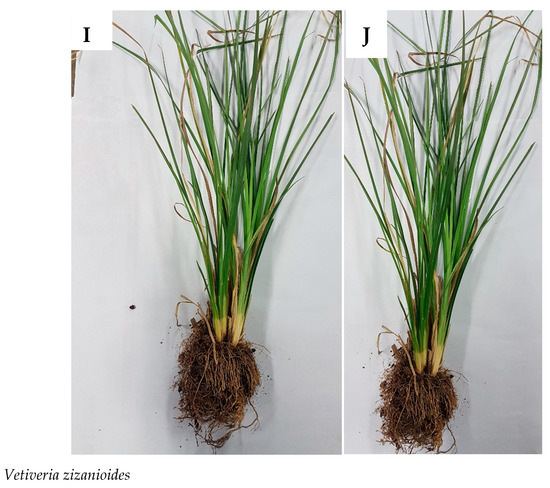 Plants 09 00371 g0a1d