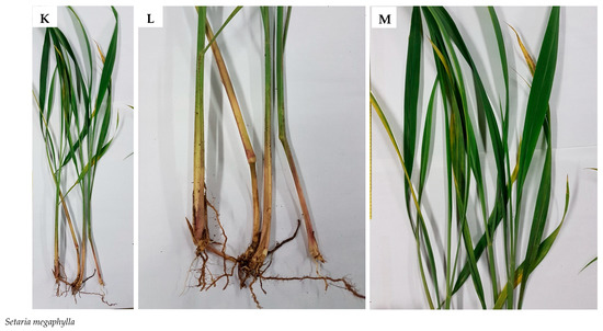 Plants 09 00371 g0a1e