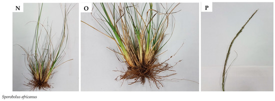 Plants 09 00371 g0a1f