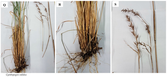 Plants 09 00371 g0a1g