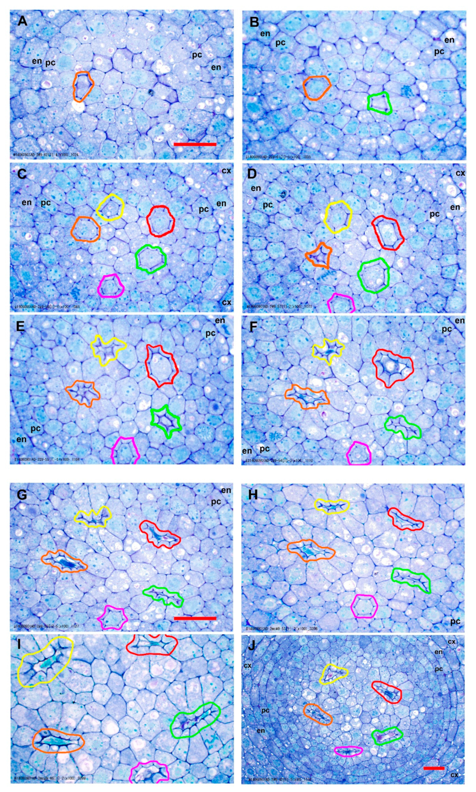 Plants 09 00374 g005