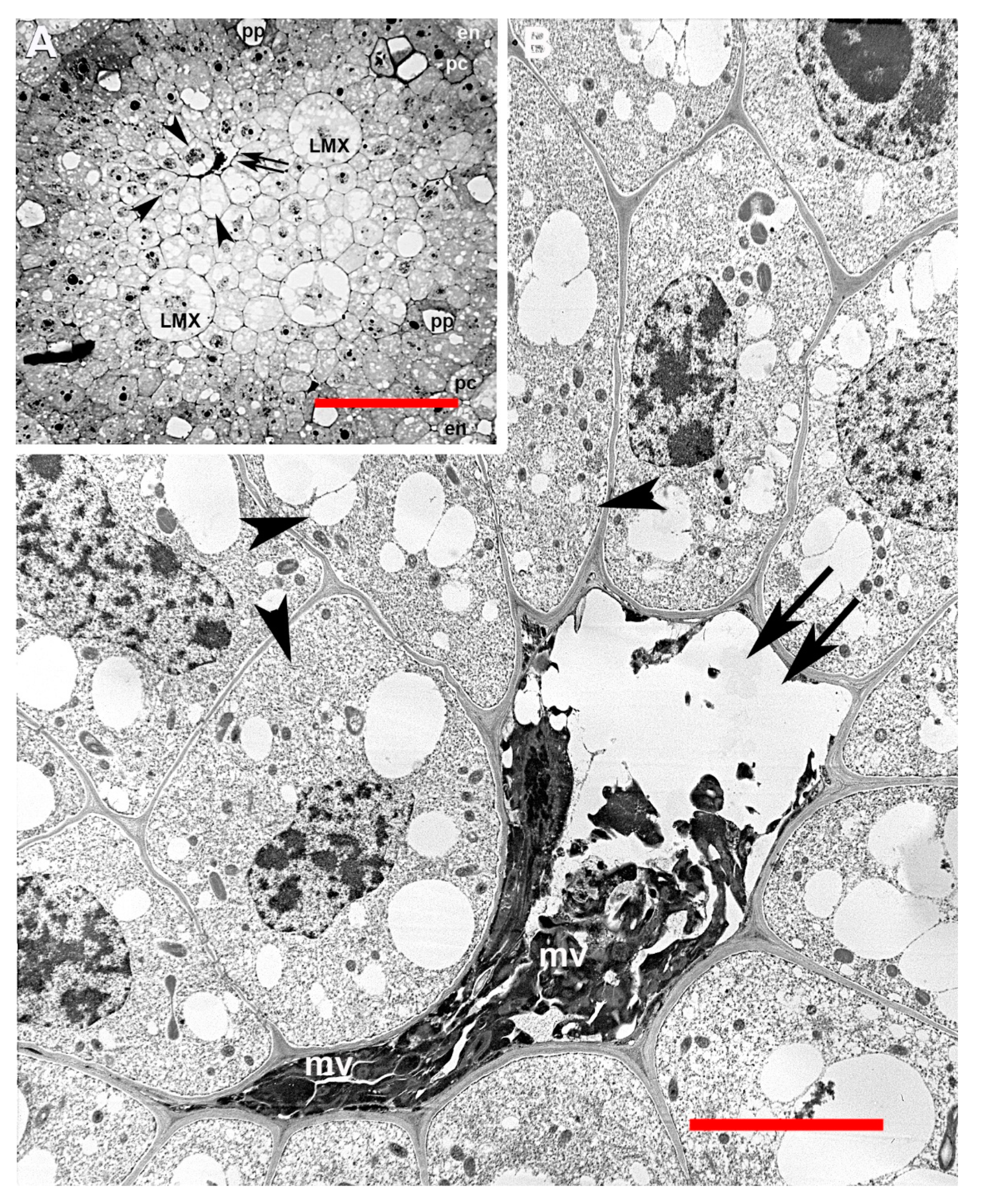 Plants 09 00374 g006