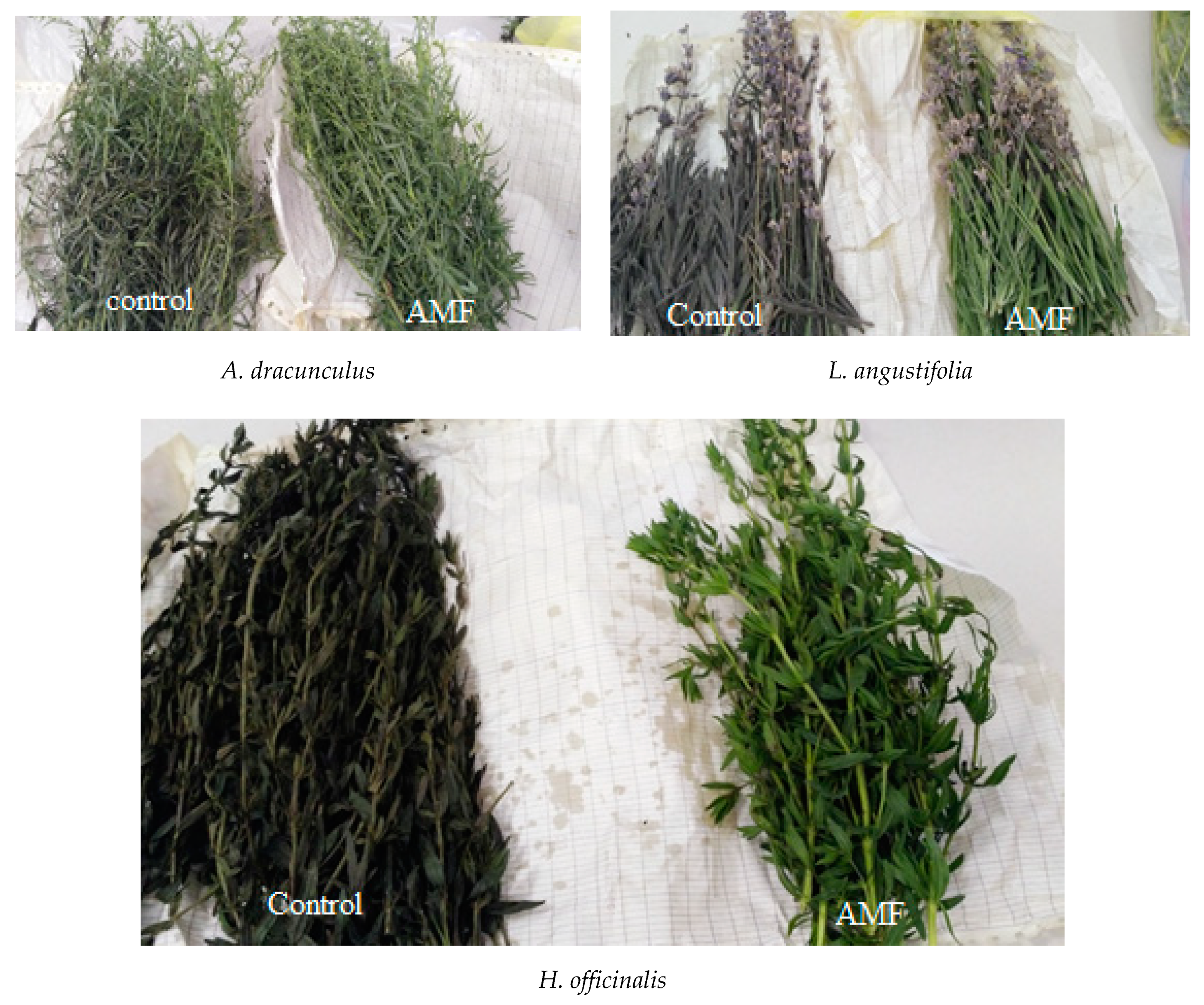 Plants 09 00375 g002