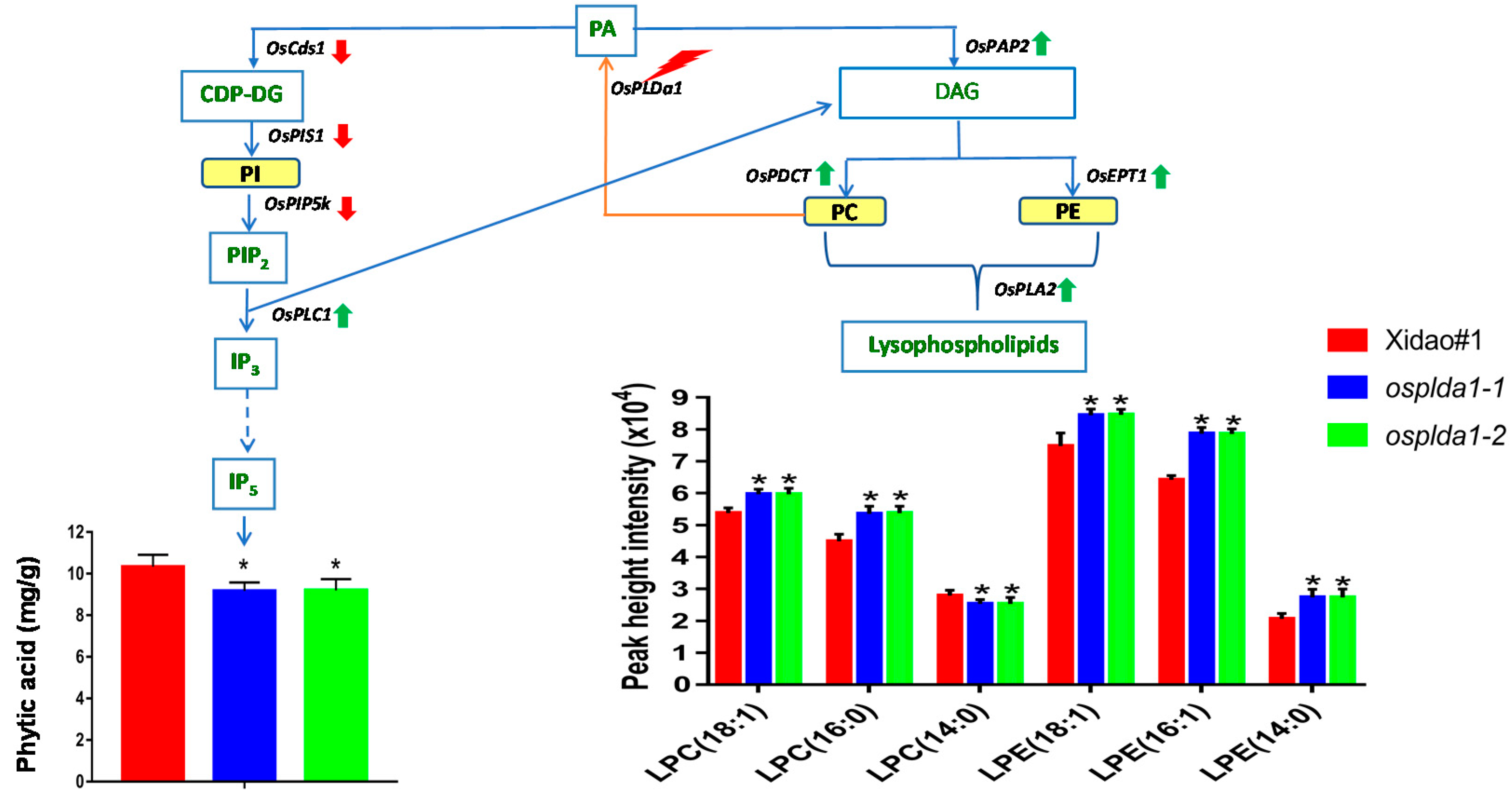 Plants 09 00390 g001