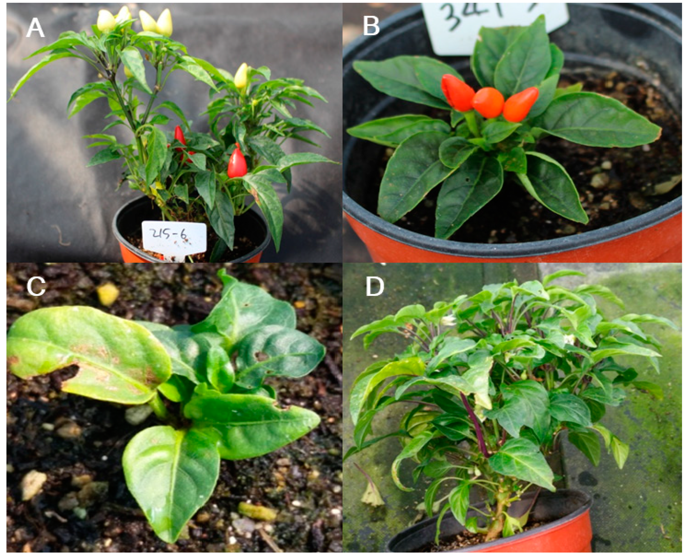 Plants 09 00396 g004