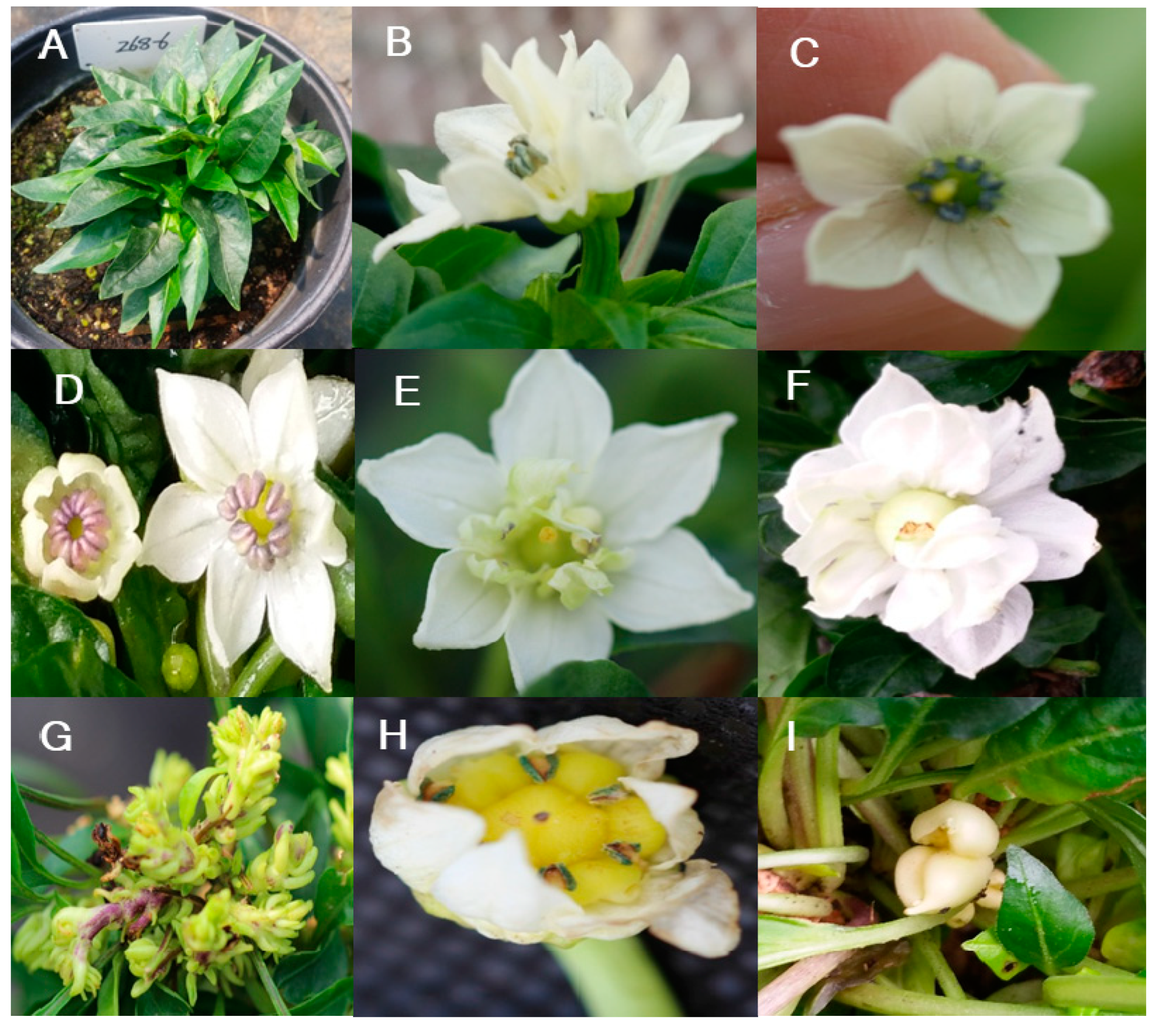 Plants 09 00396 g007