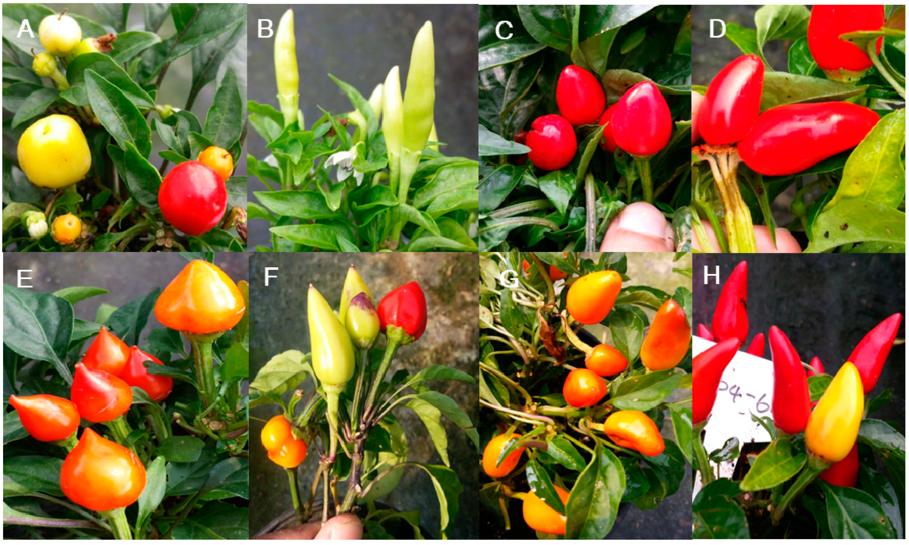 Plants 09 00396 g008