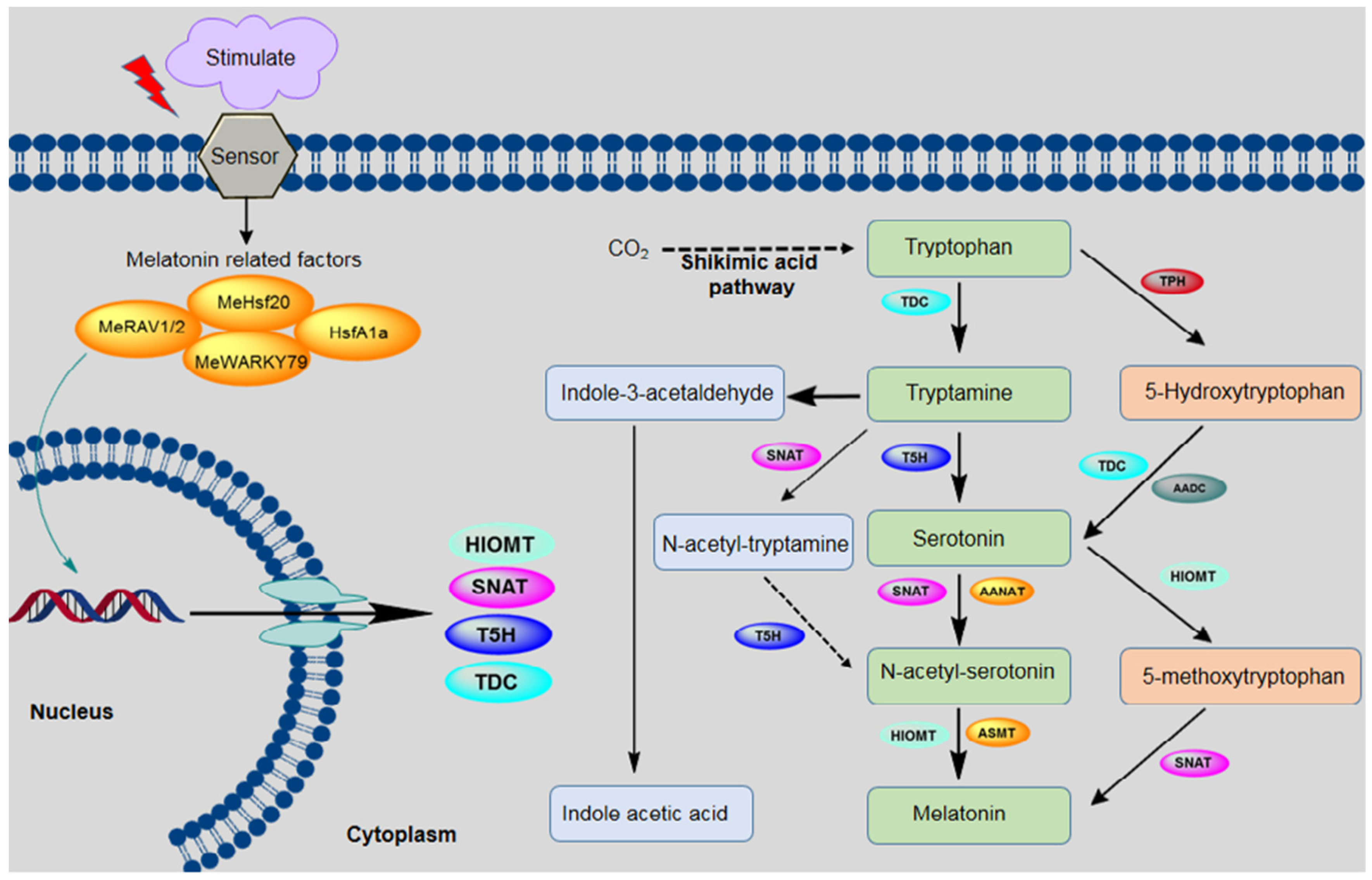 Plants 09 00407 g001