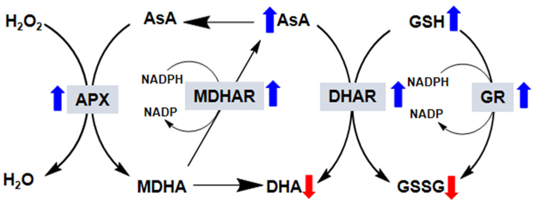 Plants 09 00407 g002