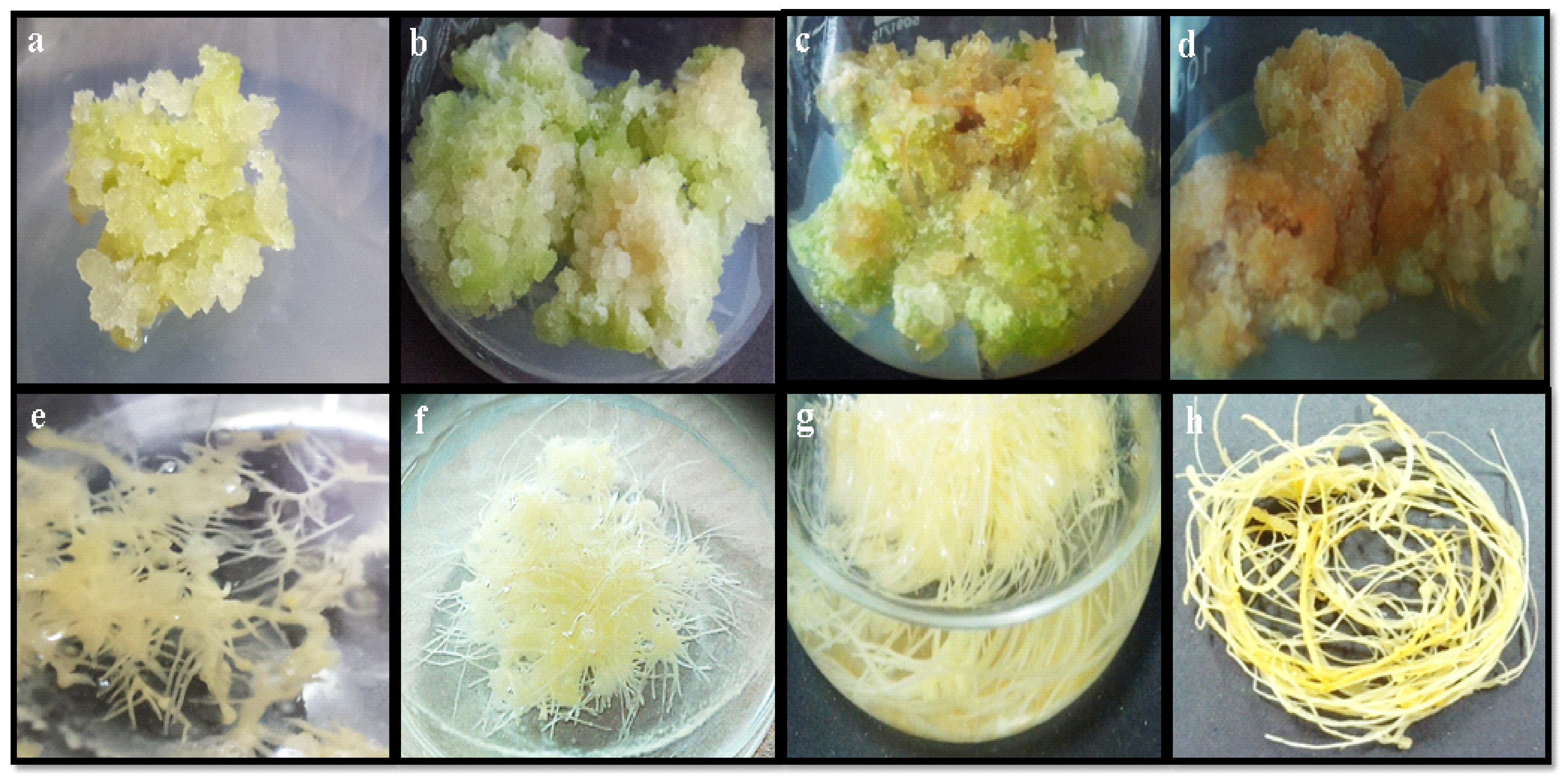 Plants 09 00409 g002