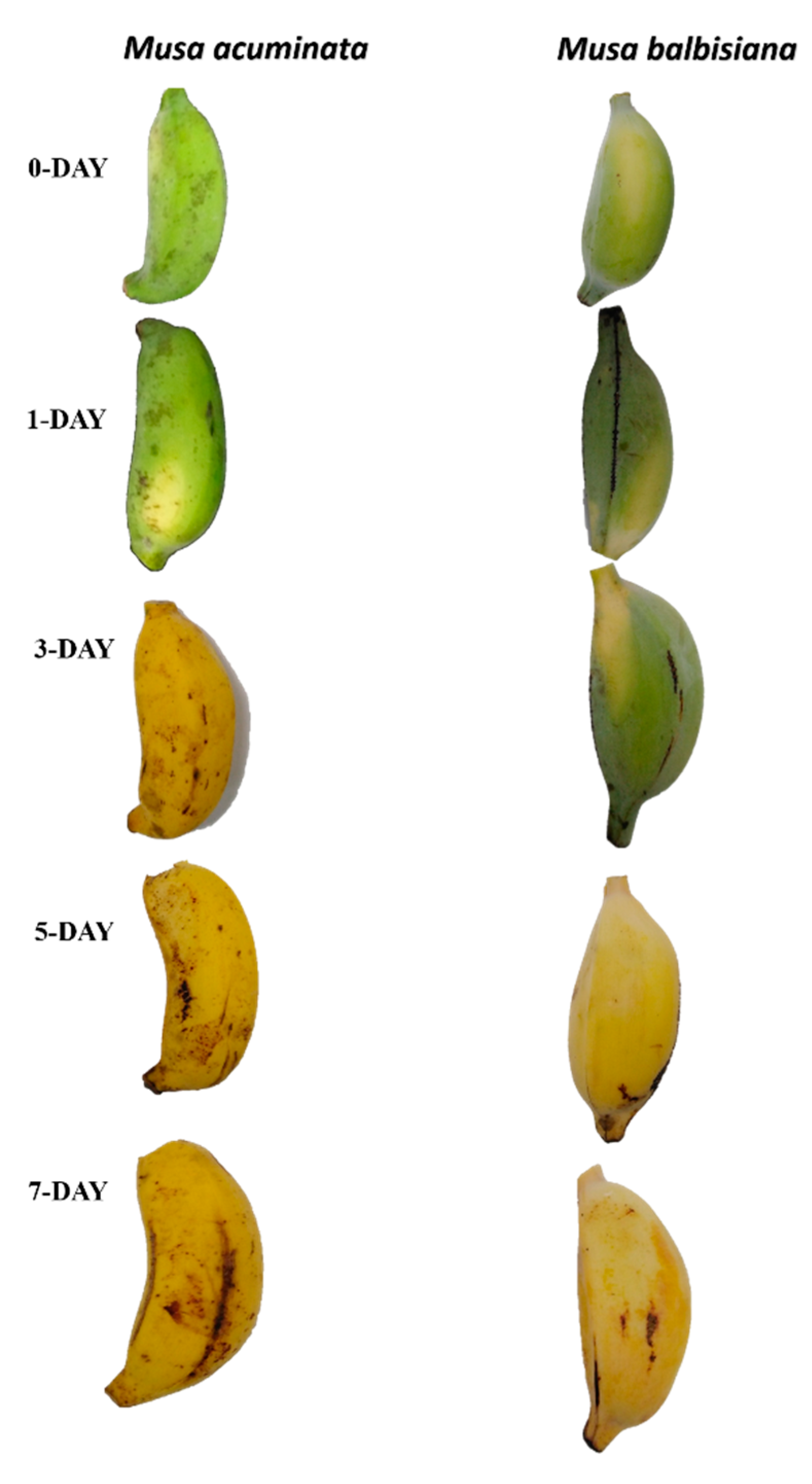 Plants 09 00413 g005