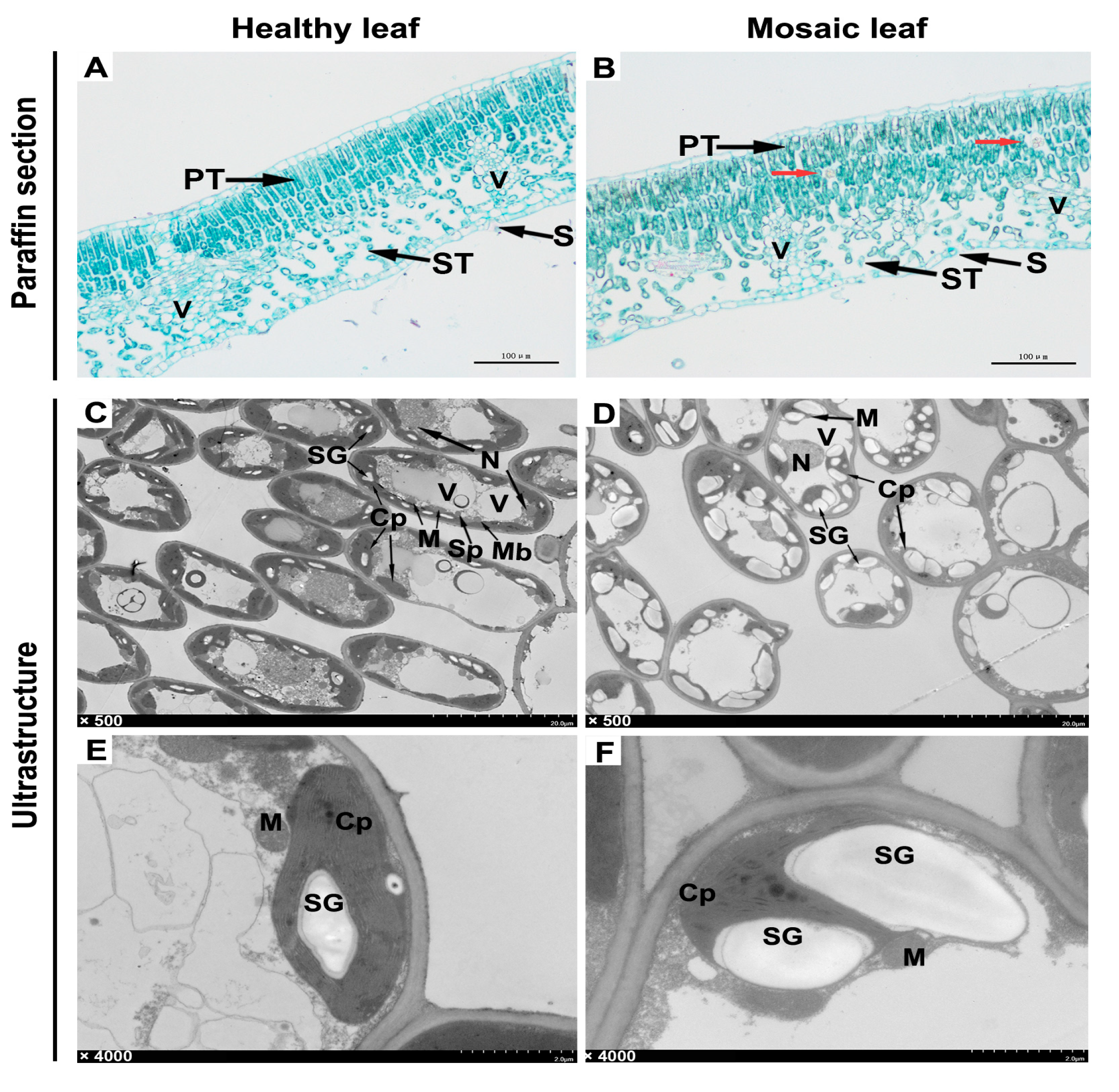 Plants 09 00415 g005