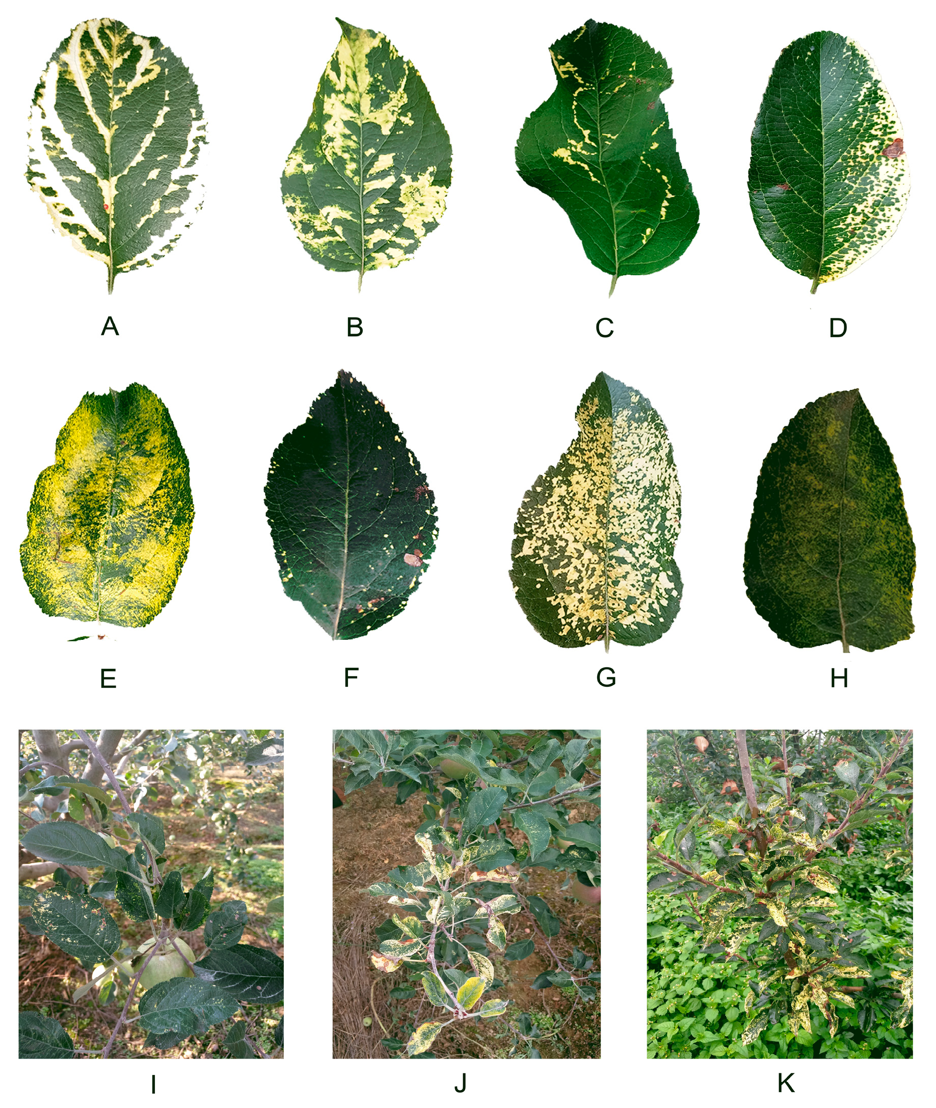 Plants 09 00415 g006