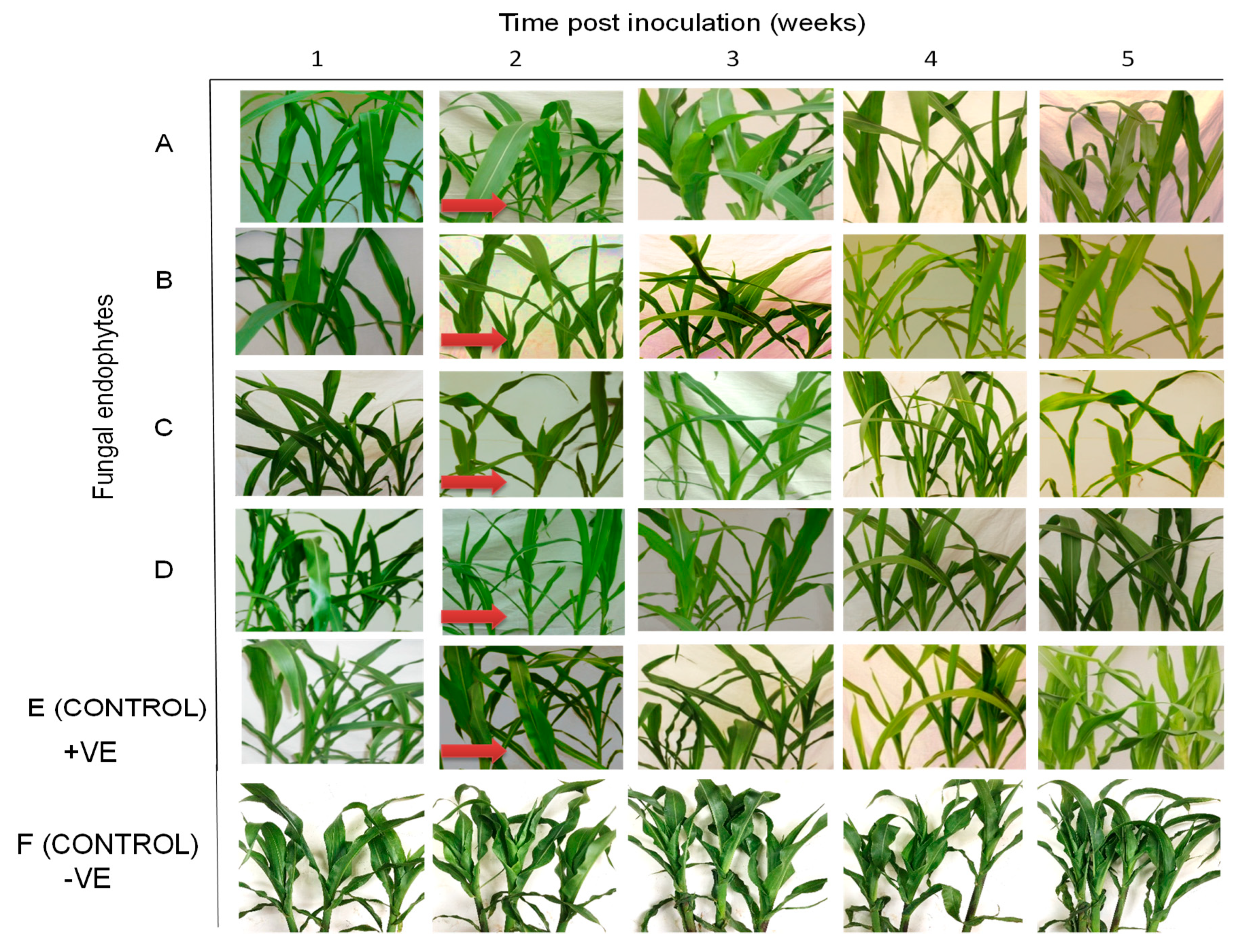 Plants 09 00416 g007