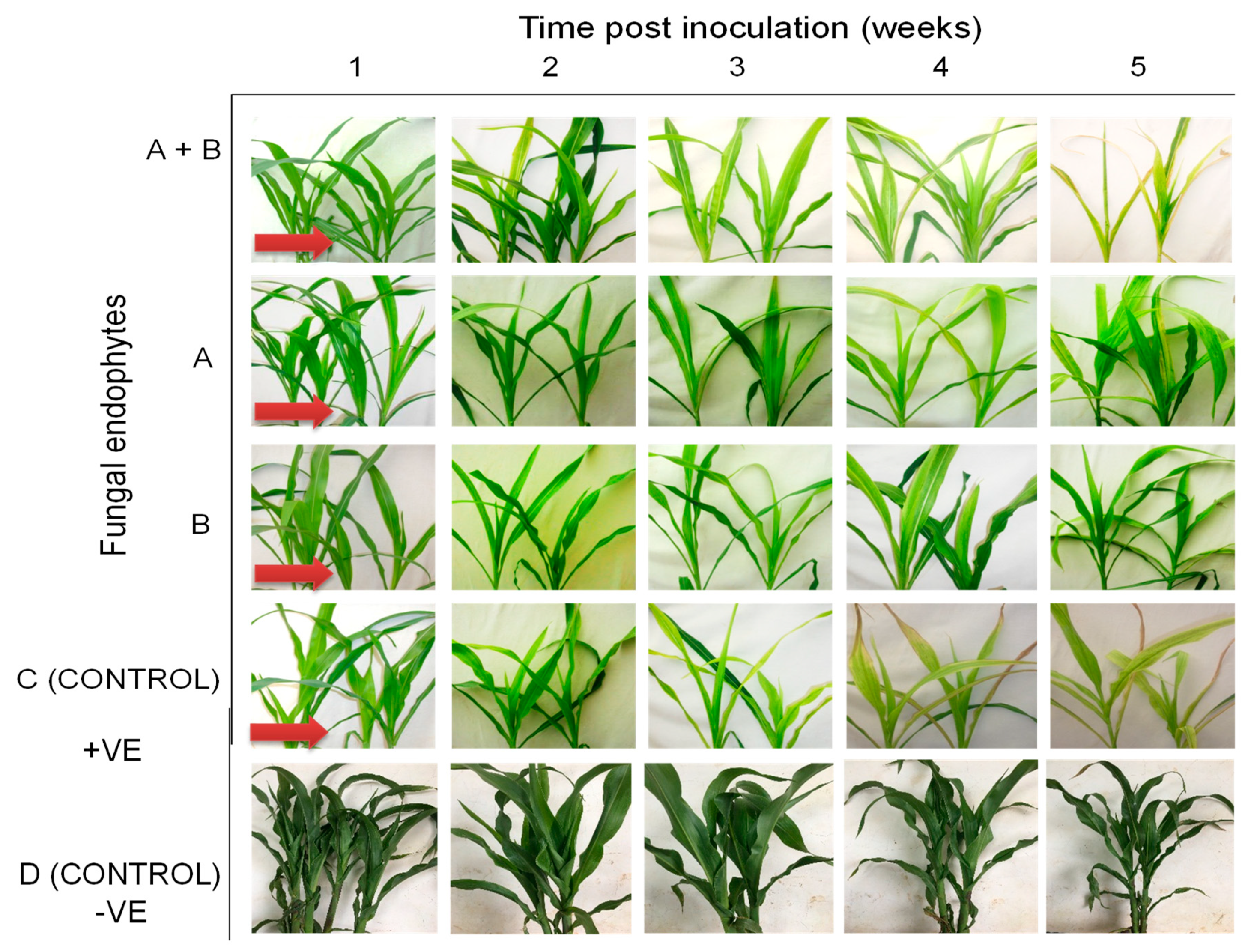 Plants 09 00416 g011