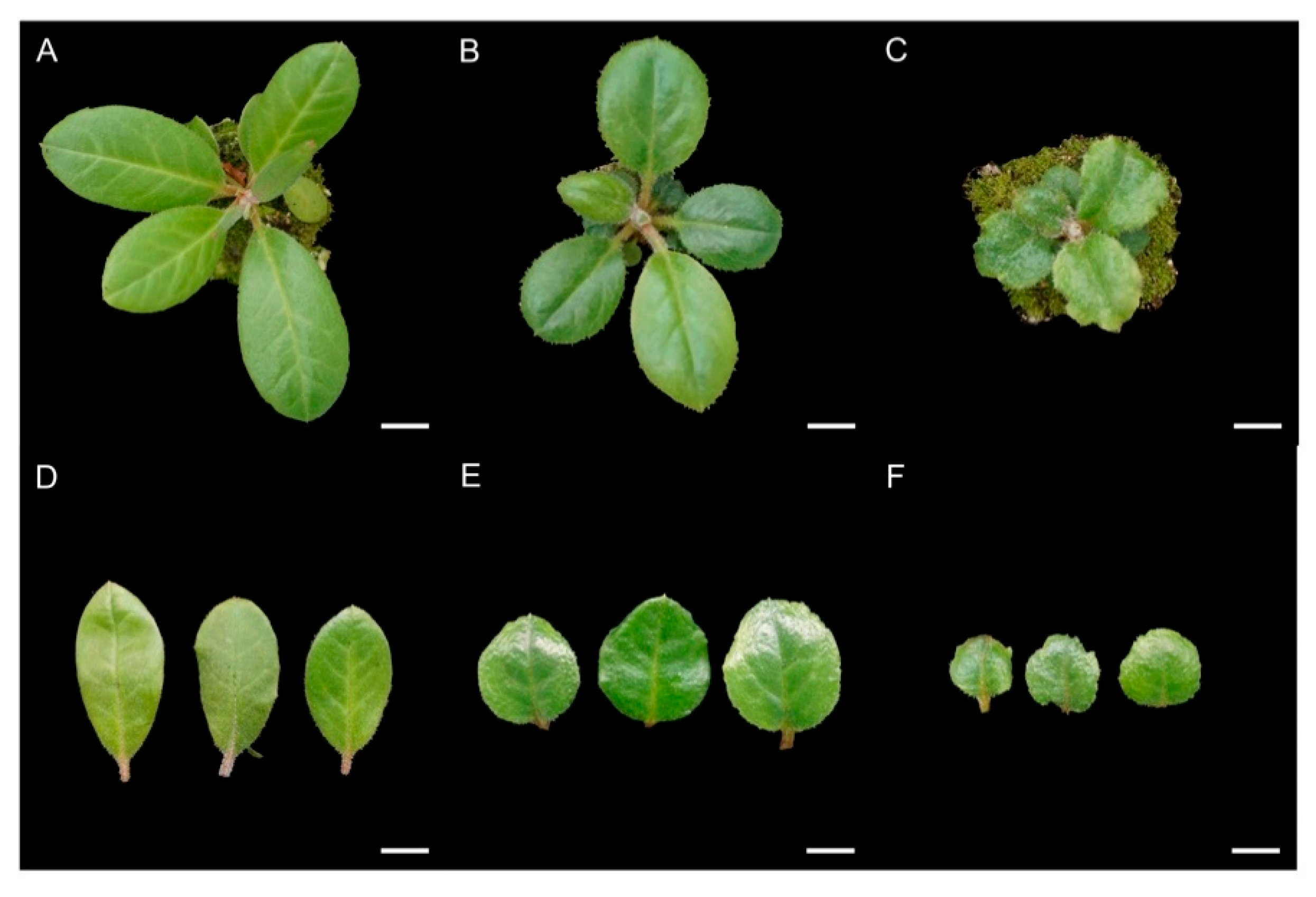 Plants 09 00424 g003