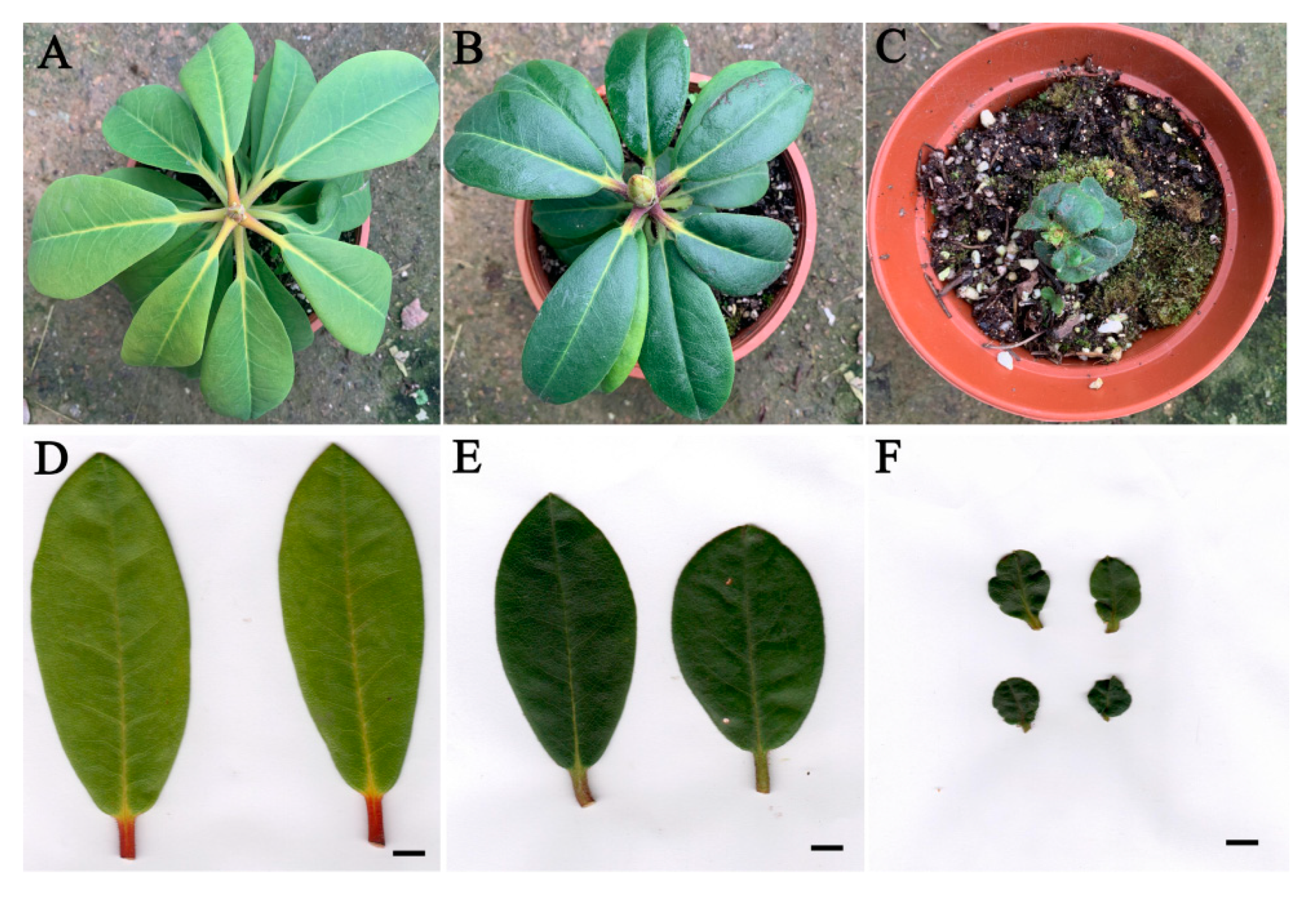 Plants 09 00424 g005