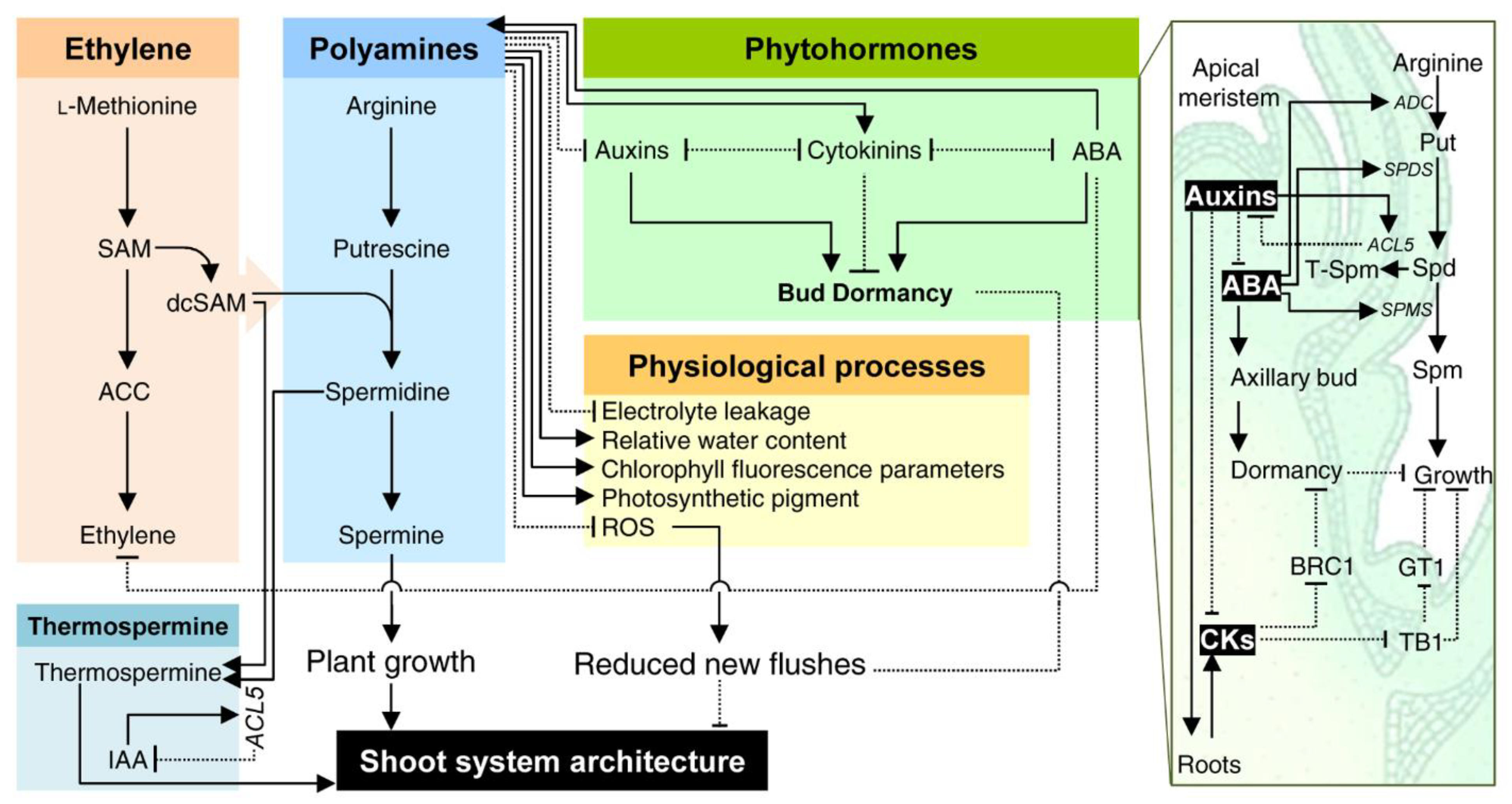 Plants 09 00426 g004