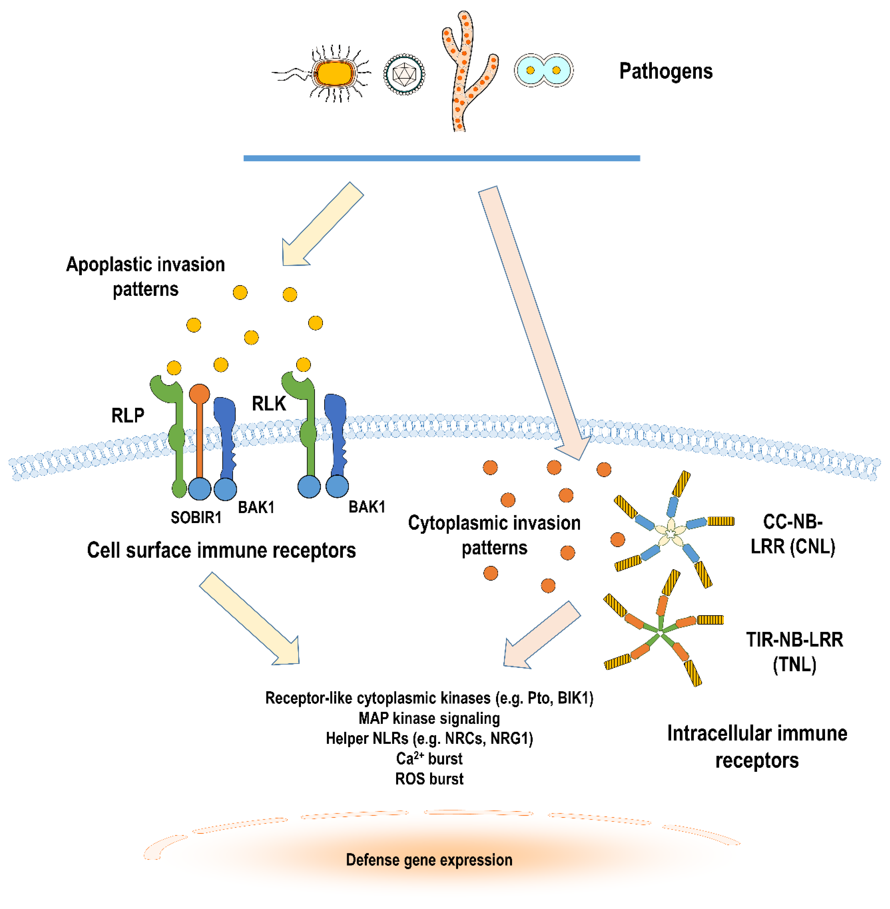 Plants 09 00434 g001 Plants 09 00434 g001