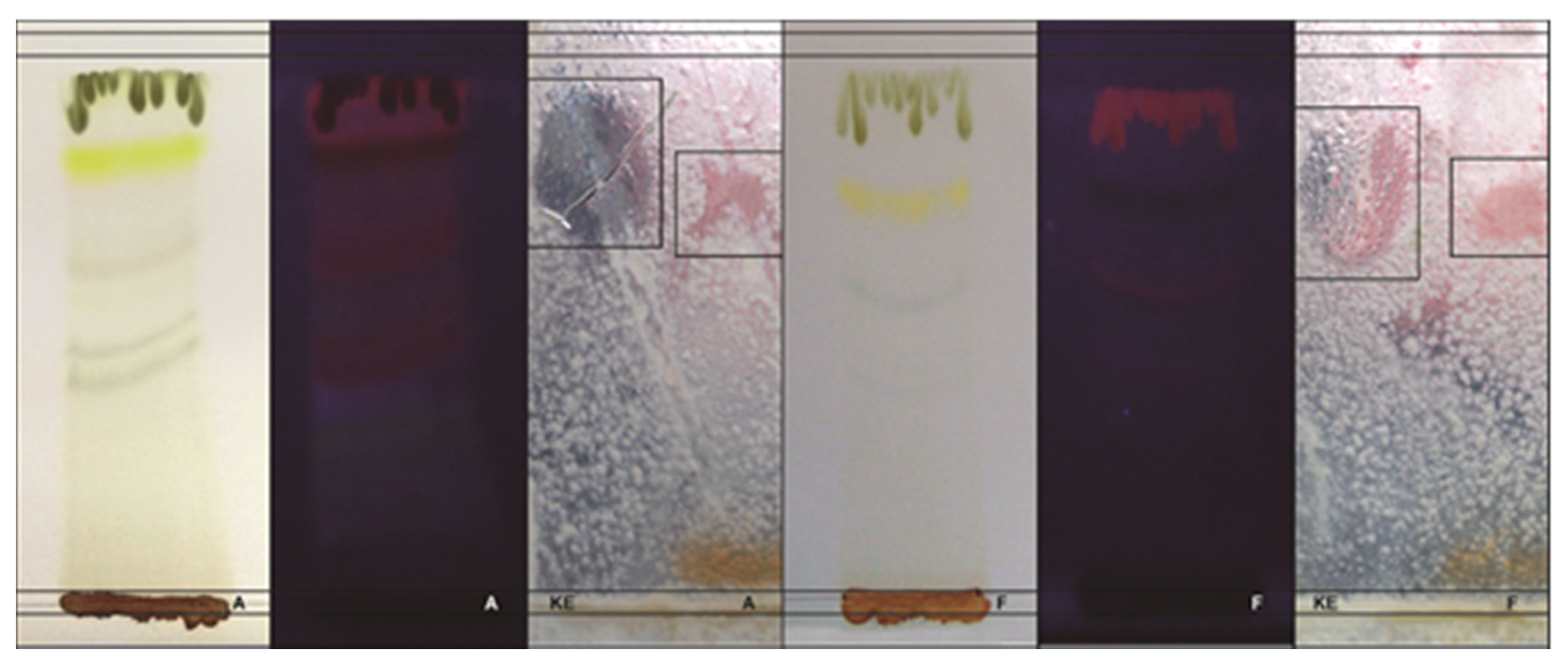 Plants 09 00438 g001