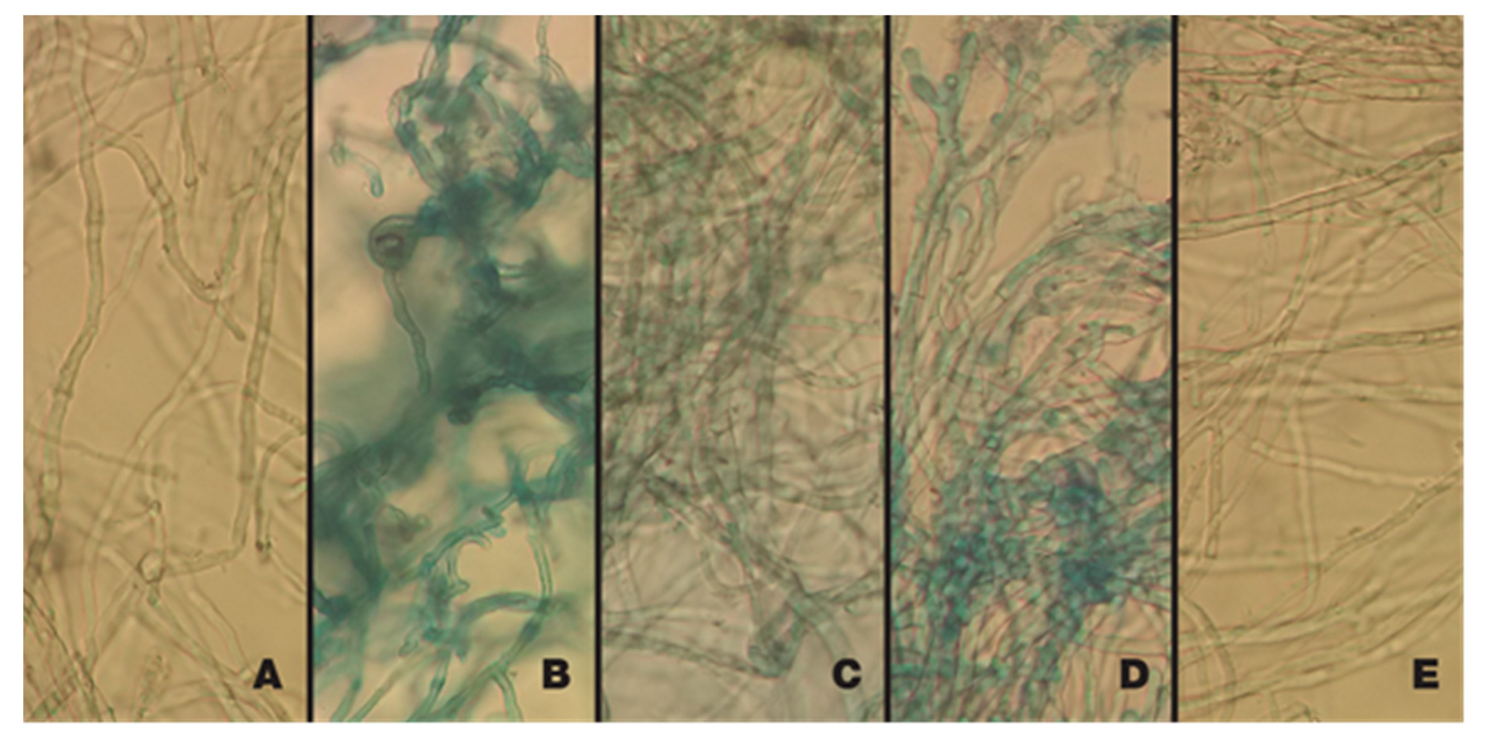 Plants 09 00438 g002