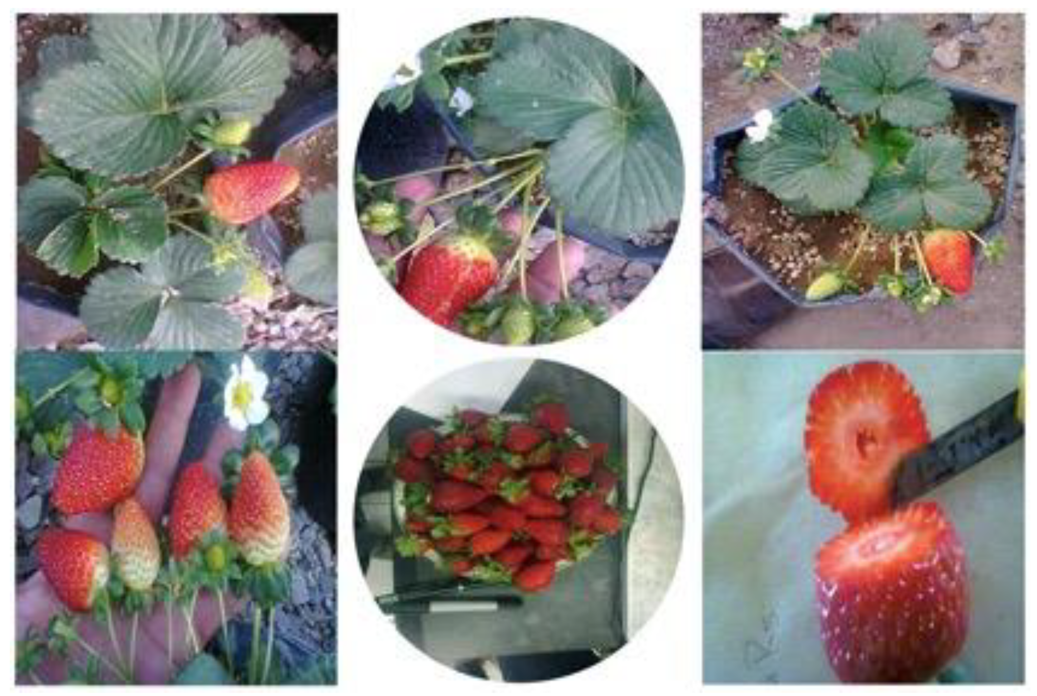 Plants 09 00441 g001