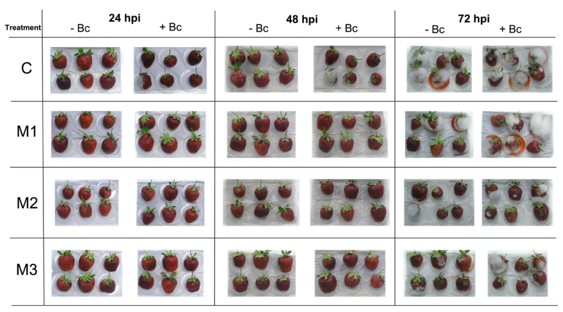 Plants 09 00447 g001