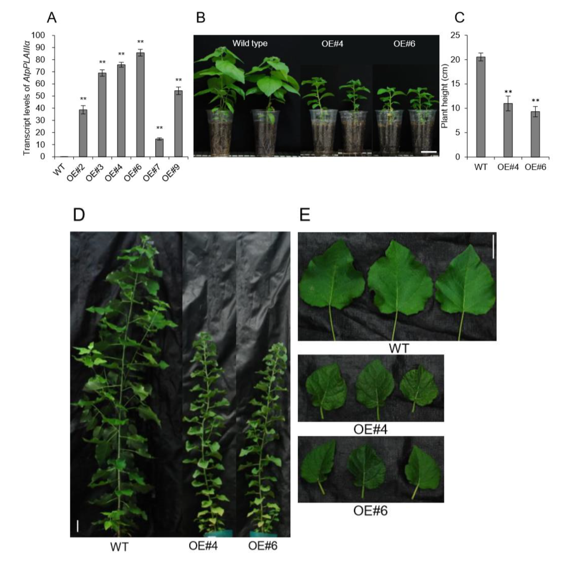 Plants 09 00451 g004