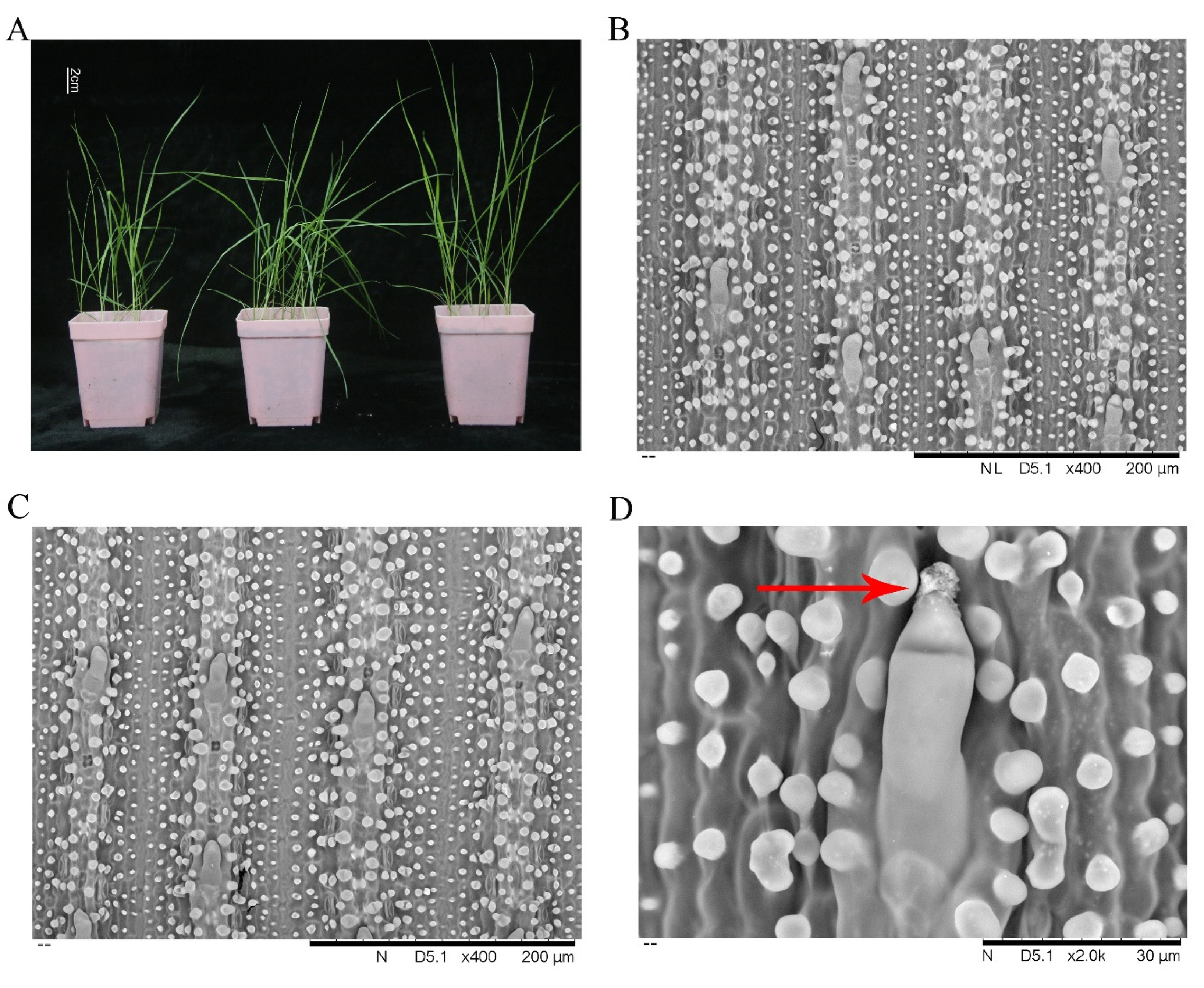Plants 09 00458 g001