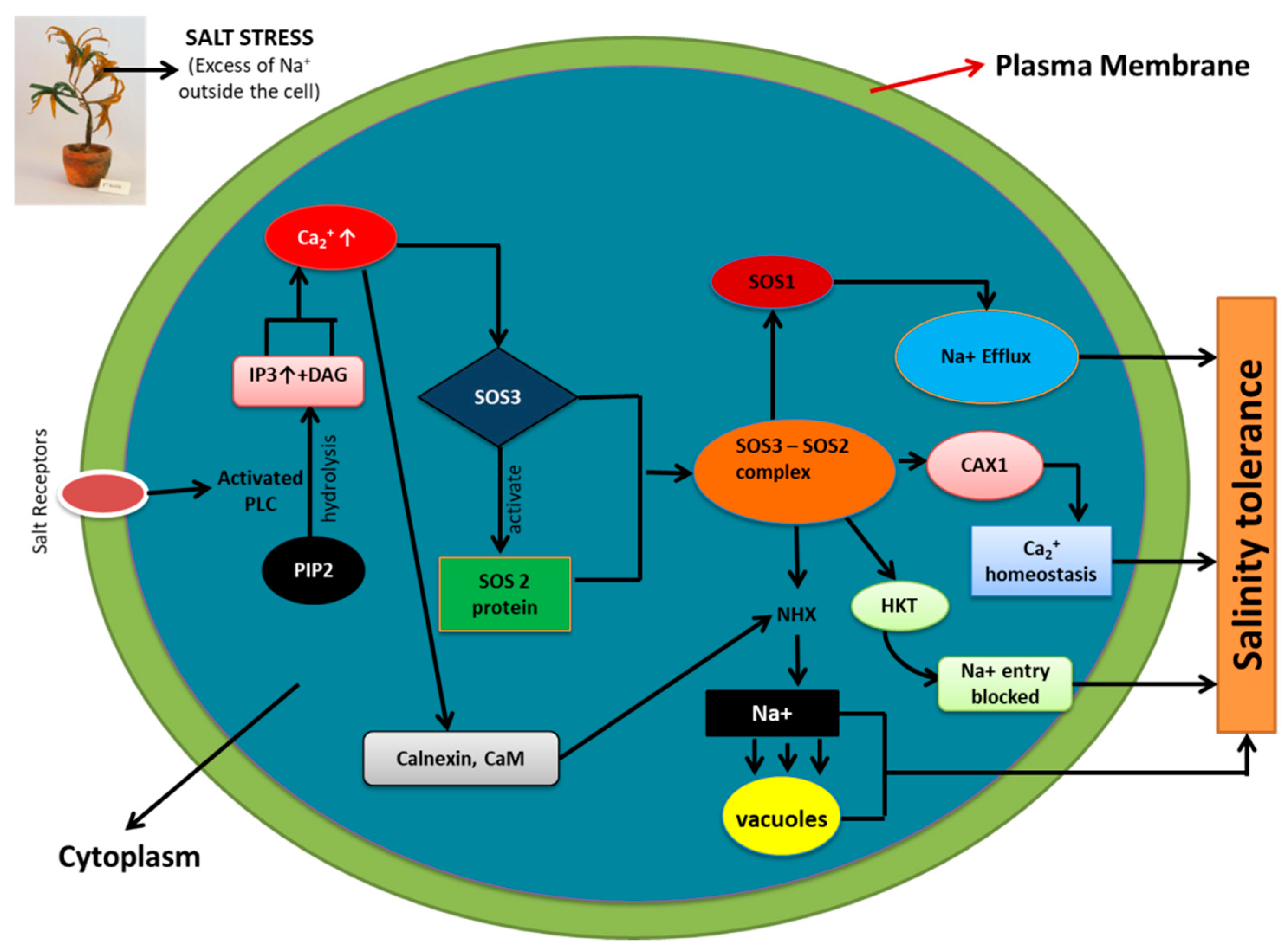 Plants 09 00460 g002