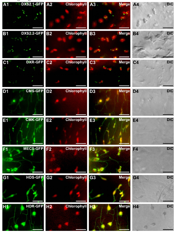 Plants 09 00462 g005