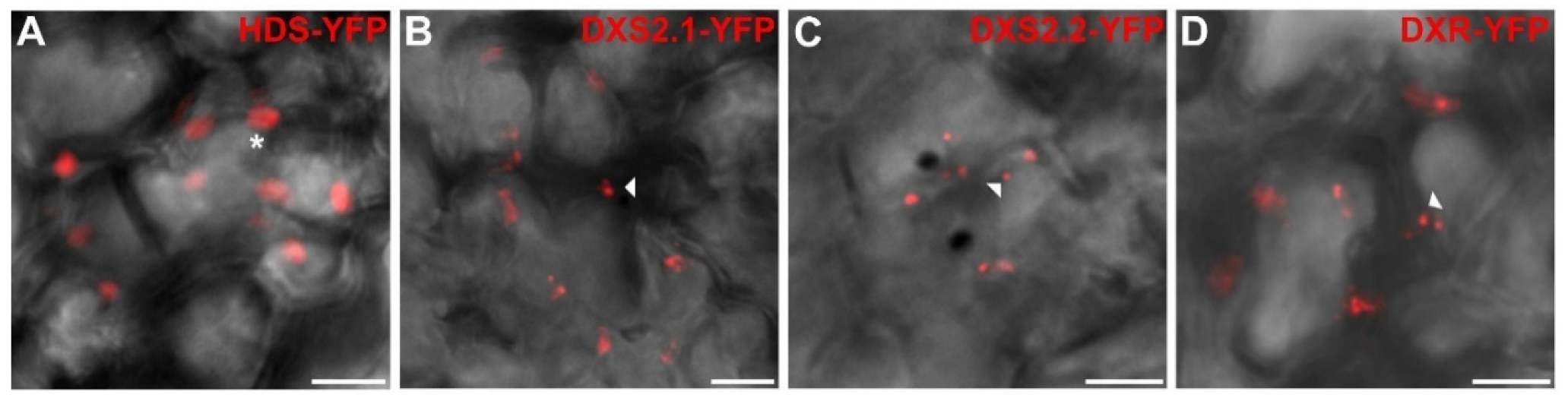 Plants 09 00462 g006