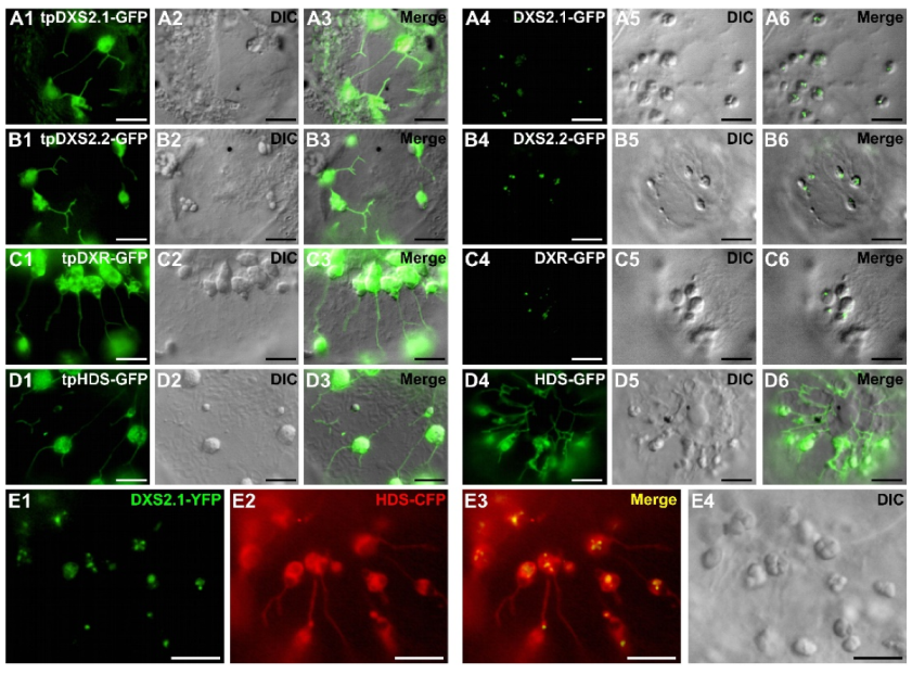 Plants 09 00462 g007