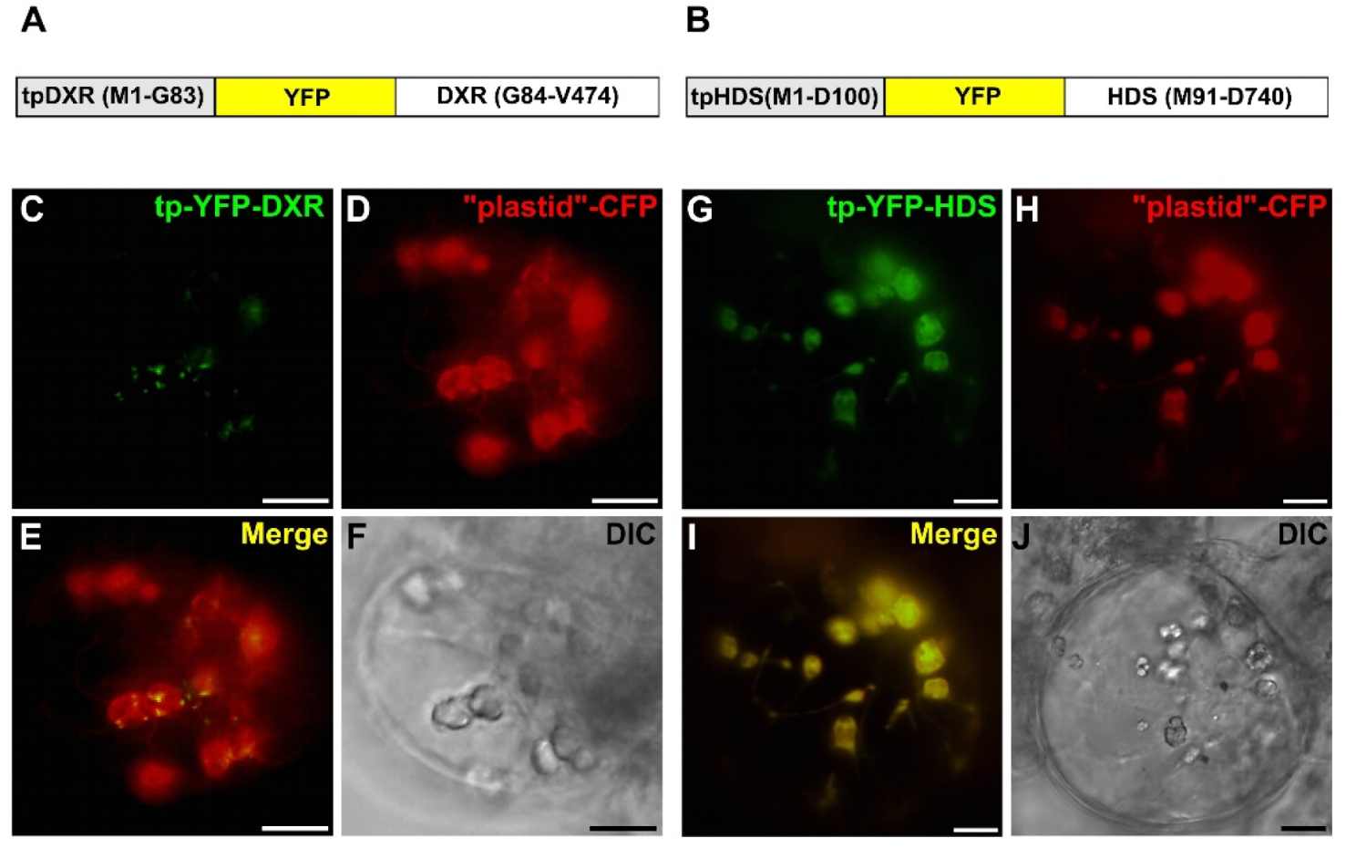 Plants 09 00462 g008