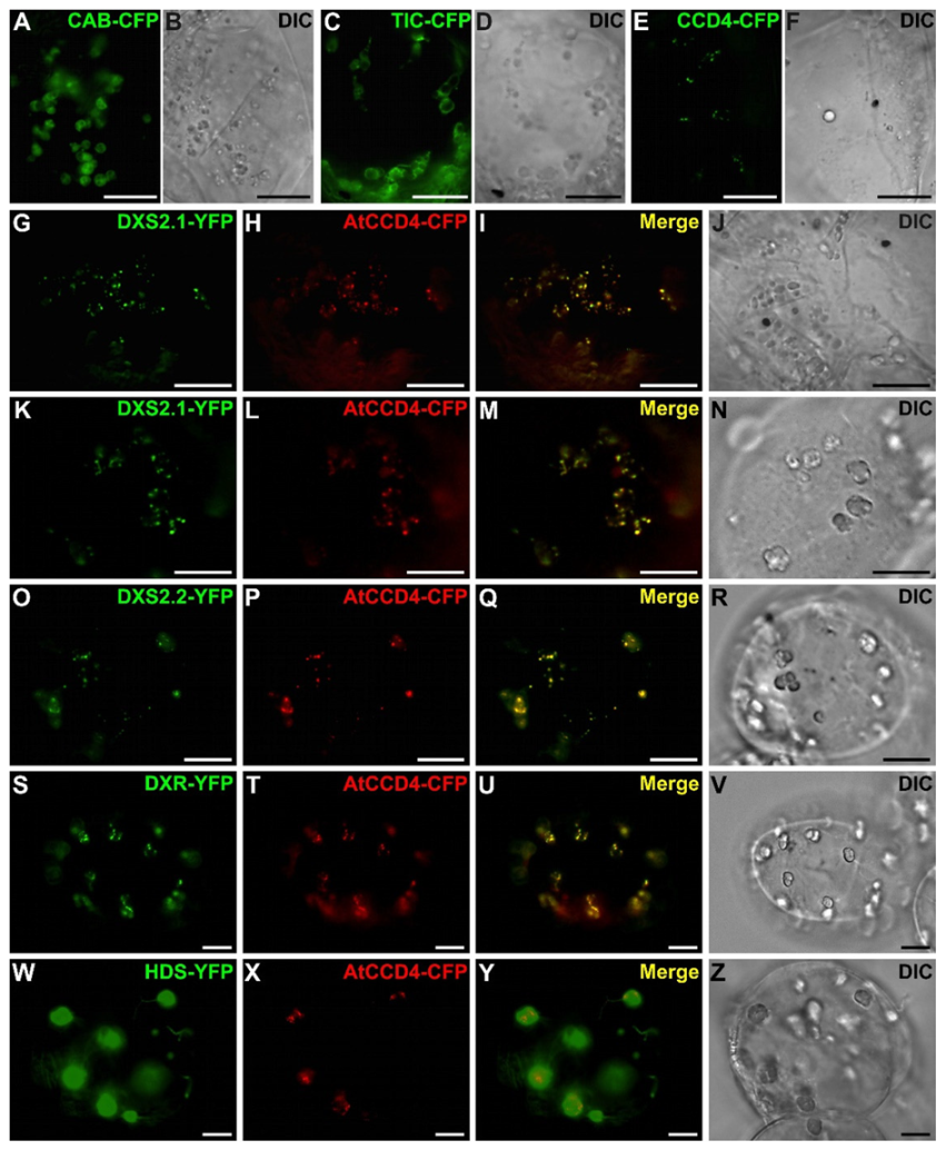 Plants 09 00462 g009