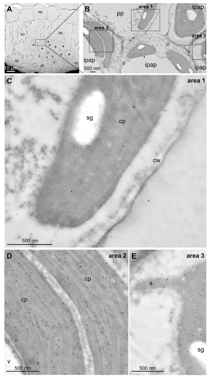 Plants 09 00462 g010