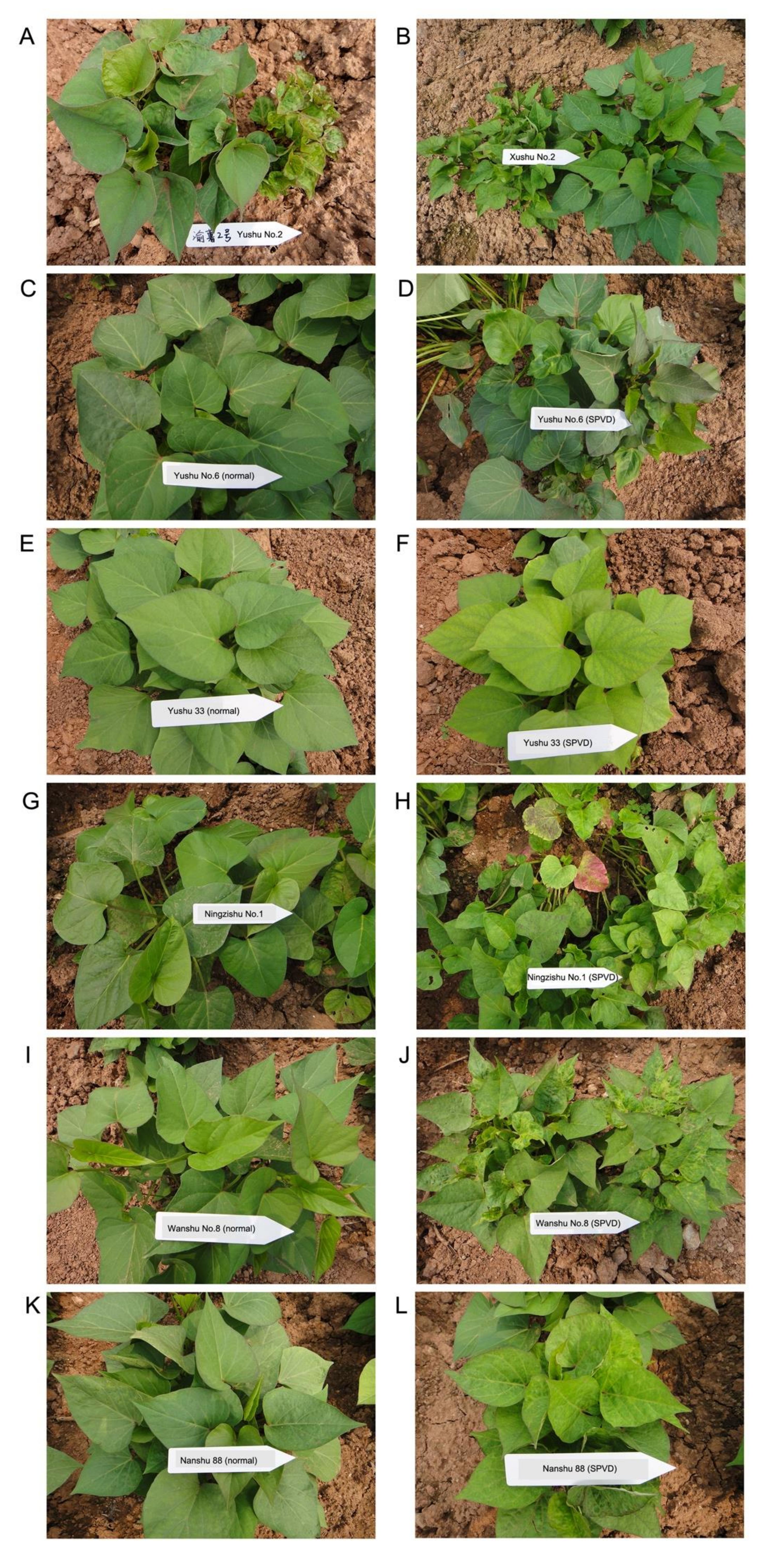 Plants 09 00492 g003